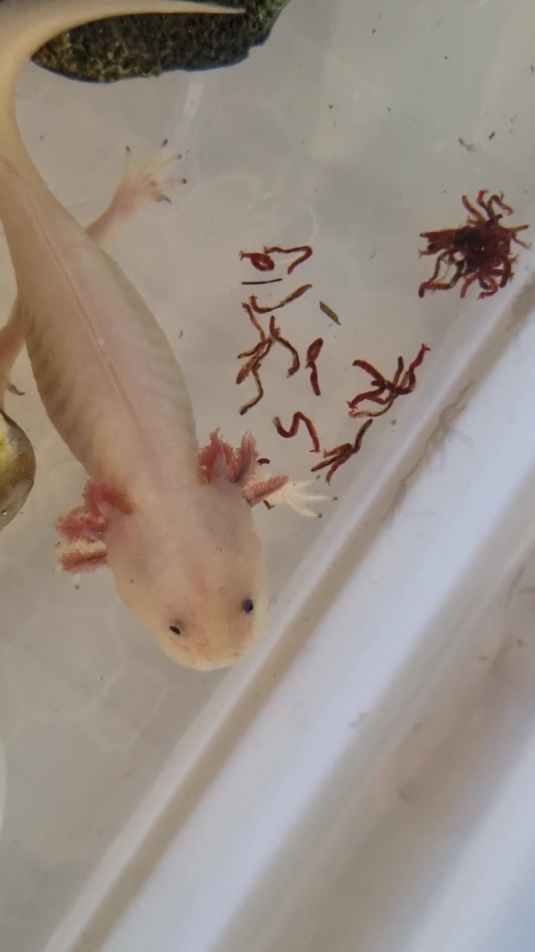 Axolotl reptiles for sale: Axolotl (wild & Leucistic) - Video 2