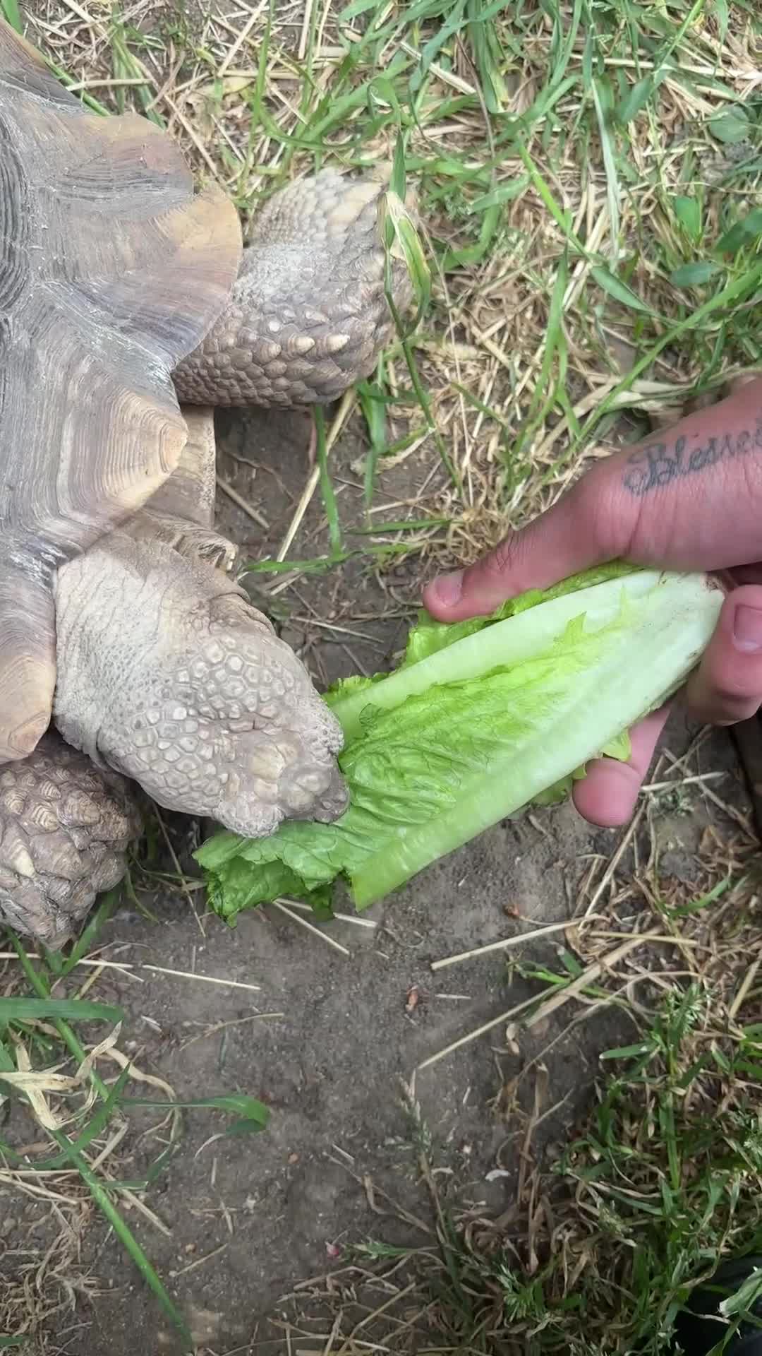 Tortoise reptiles for sale: Sulcata tortoise - Video 3
