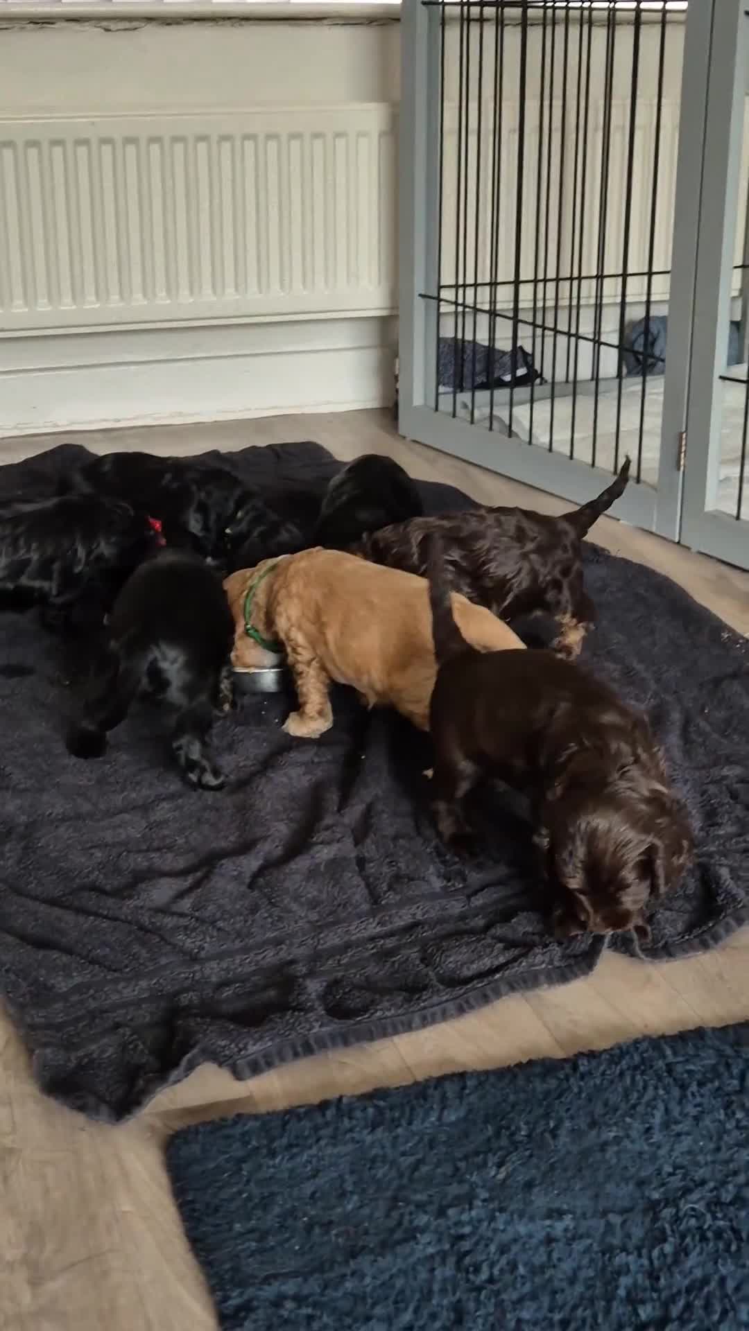 Cockapoo dogs for sale: 3 Beautiful F1B Cockapoo's left  in Brighouse - Video 2