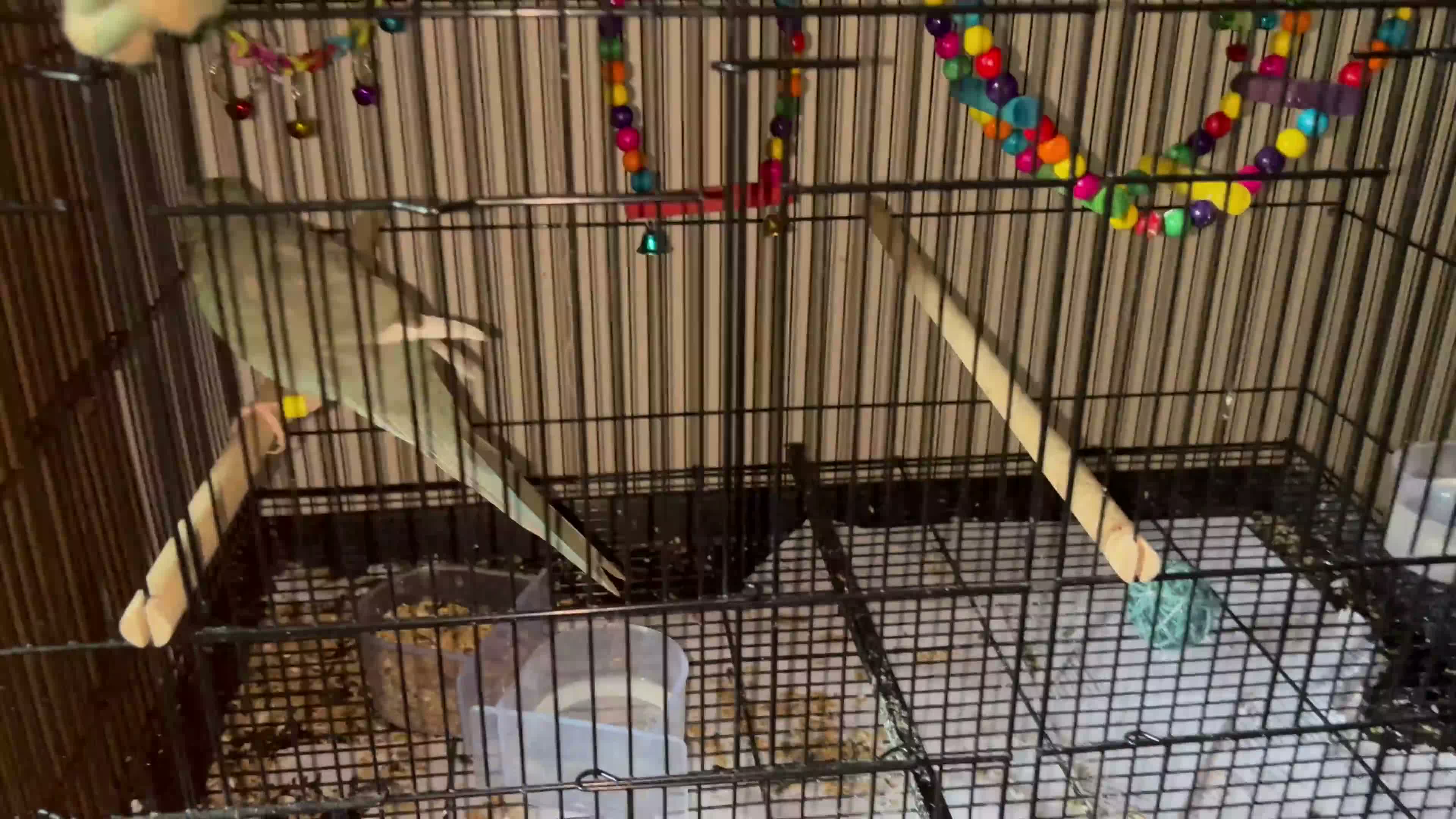 Parakeets birds for sale: Kakariki in Bolton - Video 1