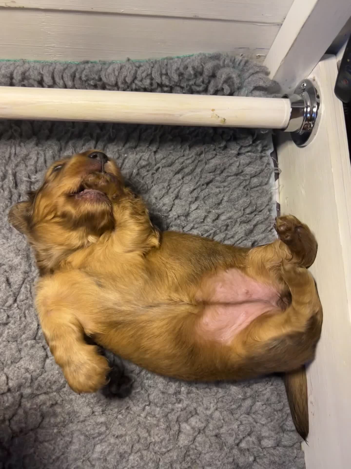 Miniature Dachshund dogs for sale: Long haired red miniature Dachshund puppies in Worthing - Video 1