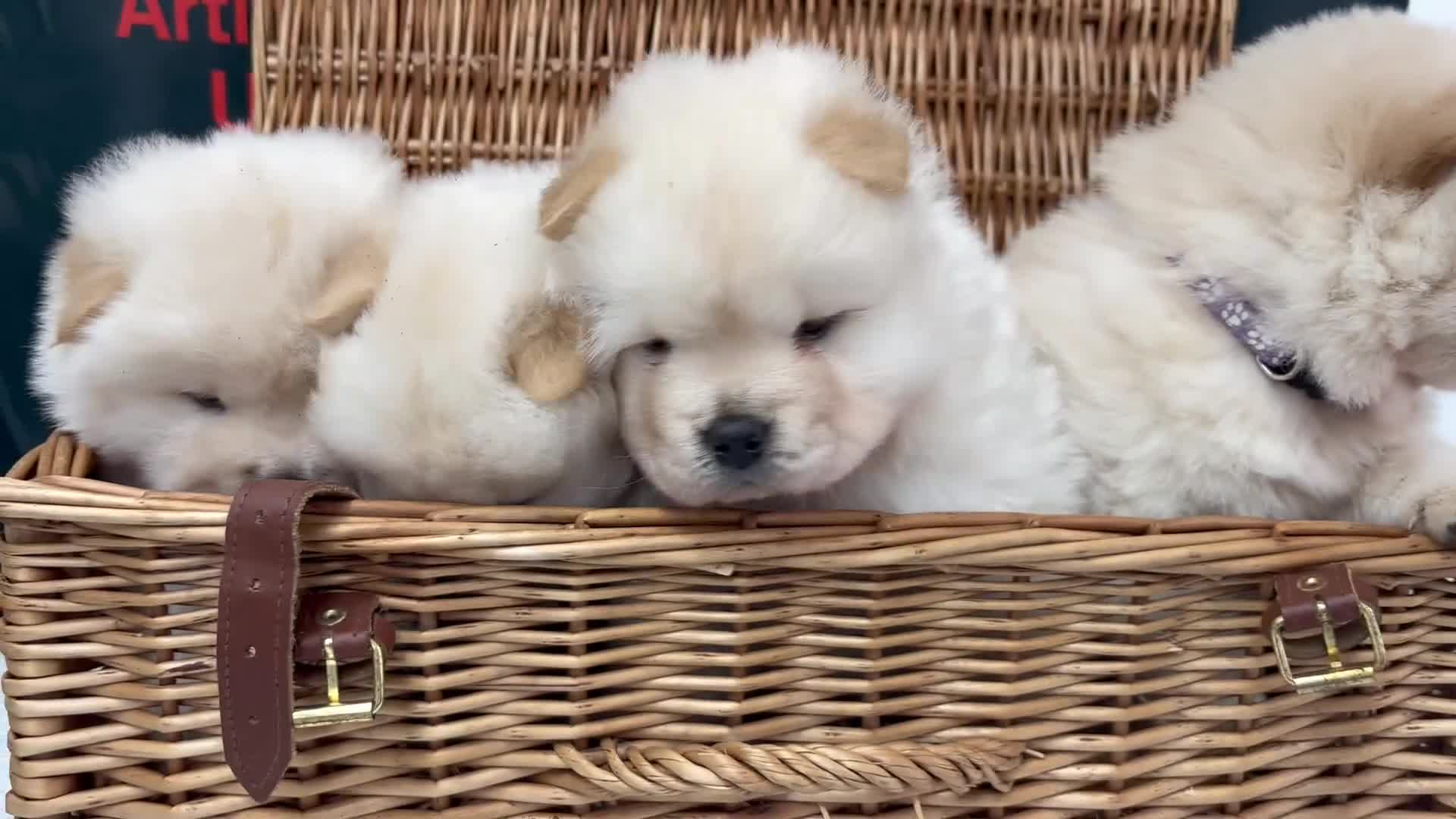 Chow Chow dogs for sale: 4 FEMALES POLAR WHITE CHOW CHOW  - Video 1