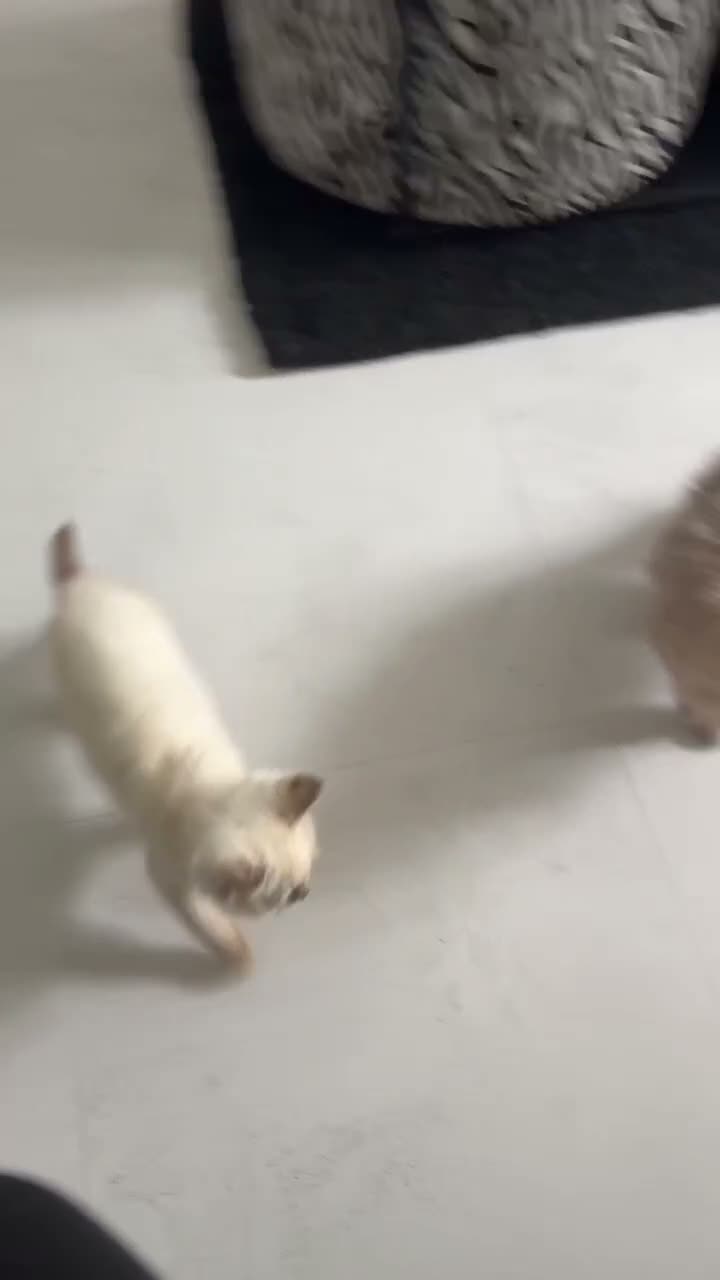 British Longhair cats for sale: Beautiful grey and lilac kittens - Video 2