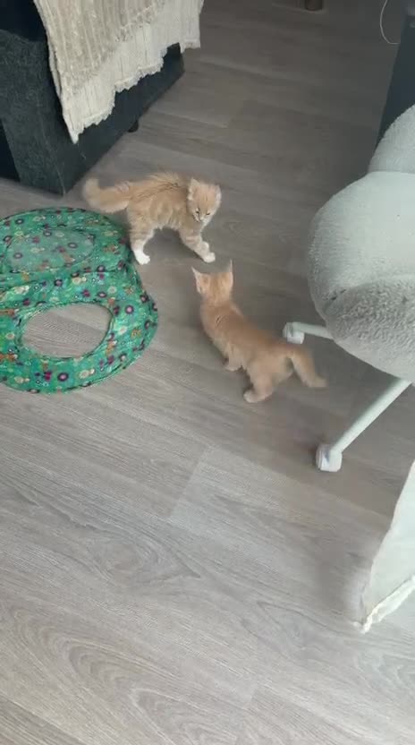 Mixed Breed cats for sale: Maine Coon x British Shorthair  - Video 1