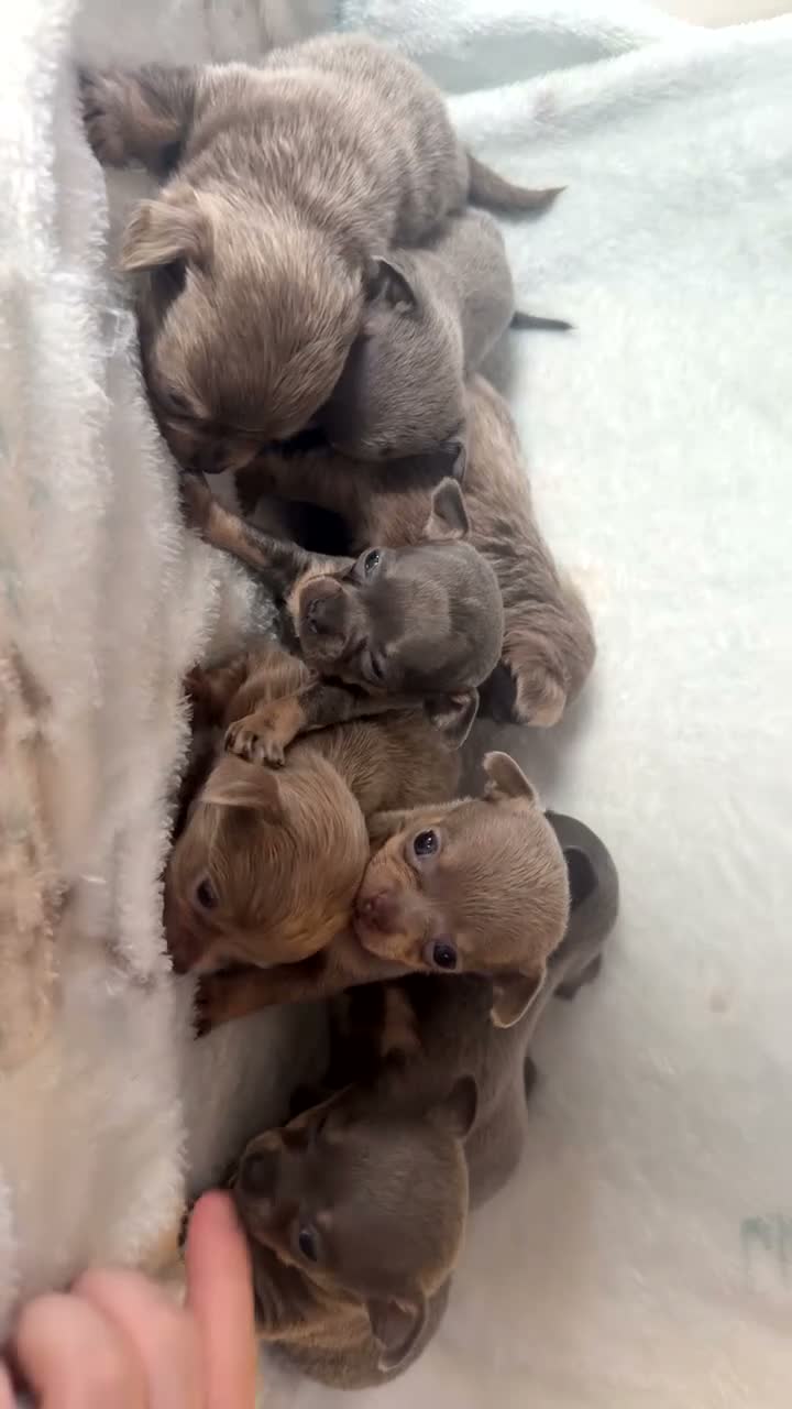 Chihuahua dogs for sale: OUTSTANDING BLUE/TAN & LILAC/TAN PUPPIES - Video 1