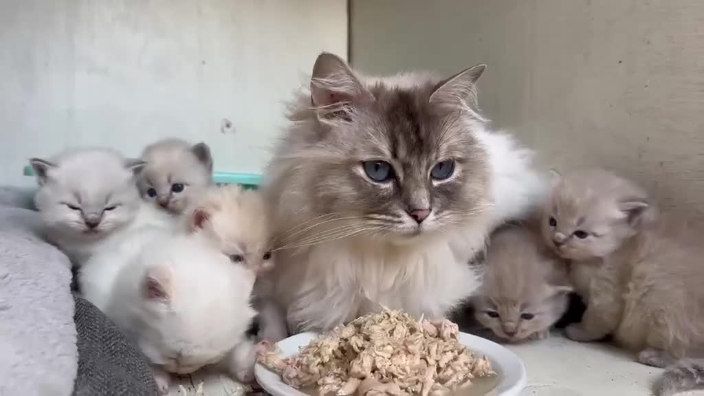 Ragdoll cats for sale: Degruchi Cattery has show quality kittens for sale in Petersfield - Video 1