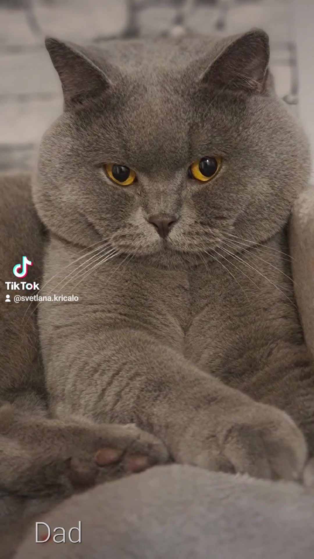 British Shorthair cats for stud: FOR MATING ONLY. Registered GCCF Quality Boy . in Mexborough - Video 1