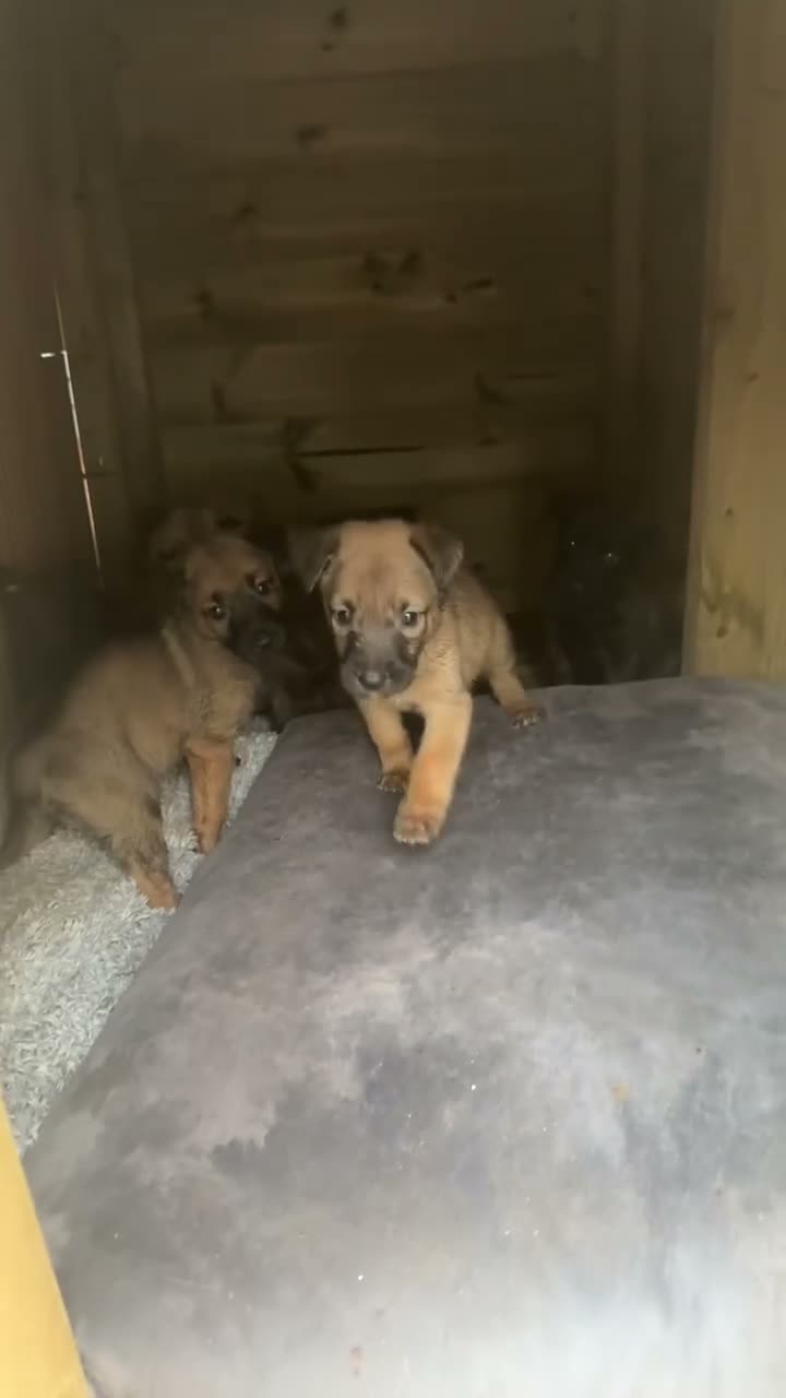 Mixed Breed dogs for sale: 12 gorgeous puppies , READY TO VEIW - Video 1
