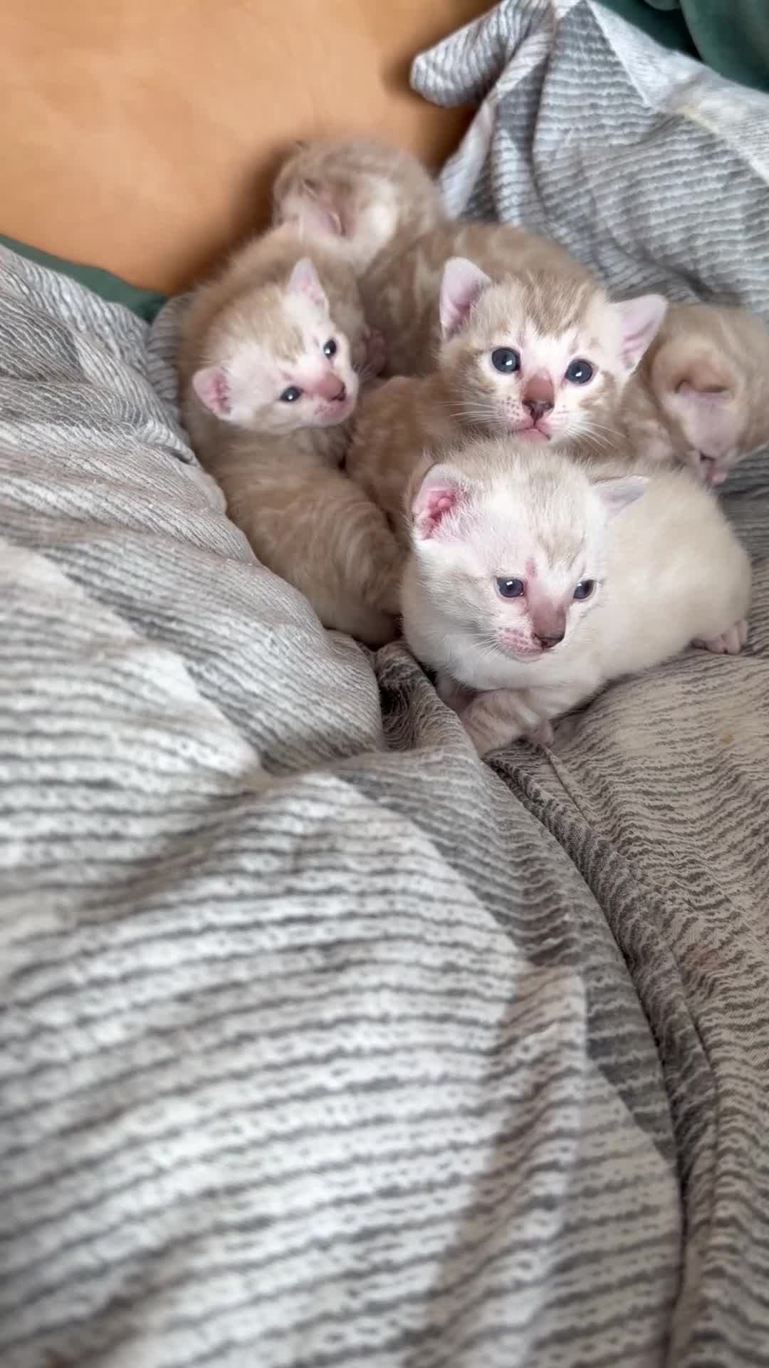 Bengal cats for sale: Snow Bengal Kittens, TICA Registered Pet only! - Video 2