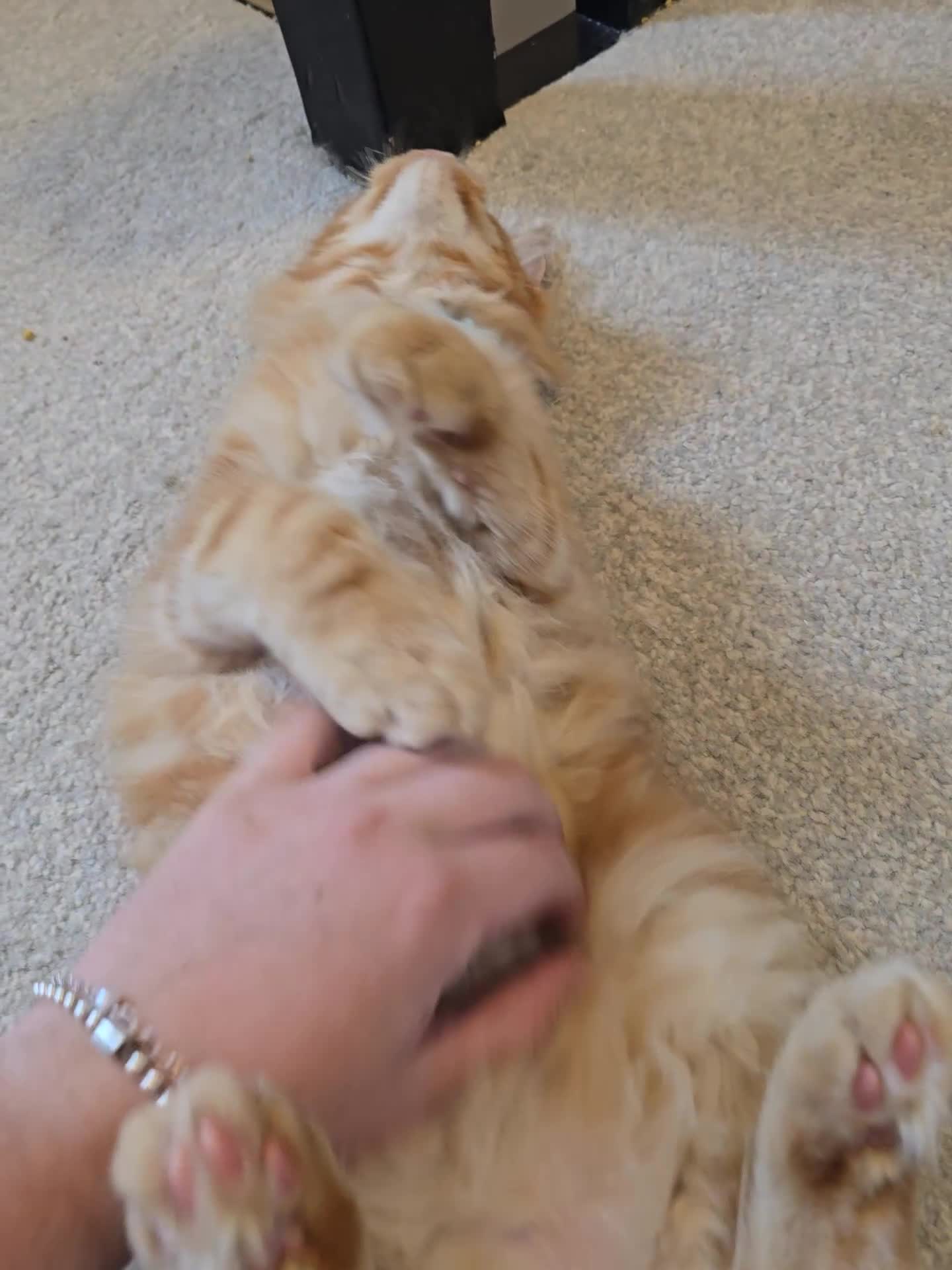 Maine Coon cats for sale: GCCF Maine Coon Kittens looking for forever homes - Video 2