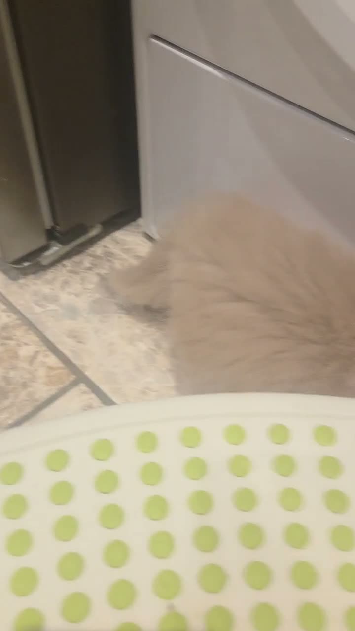 British Shorthair cats for sale: Kittens ready now girl boy Scottish  in Nottingham - Video 1