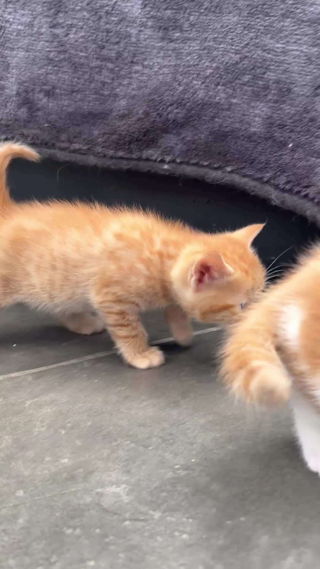 Mixed Breed cats for sale:     Beautiful Healthy Kittens Ready To Reserve  - Video 3