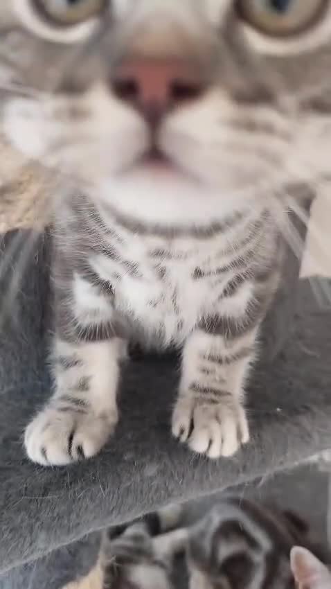 British Shorthair cats for sale: Ready to collect, Silver Tabby last 2 discounted in Rochester - Video 1
