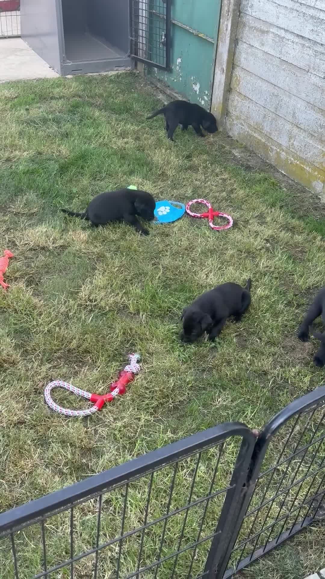 Labrador Retriever dogs for sale: Beautiful Black working Labs - Video 1