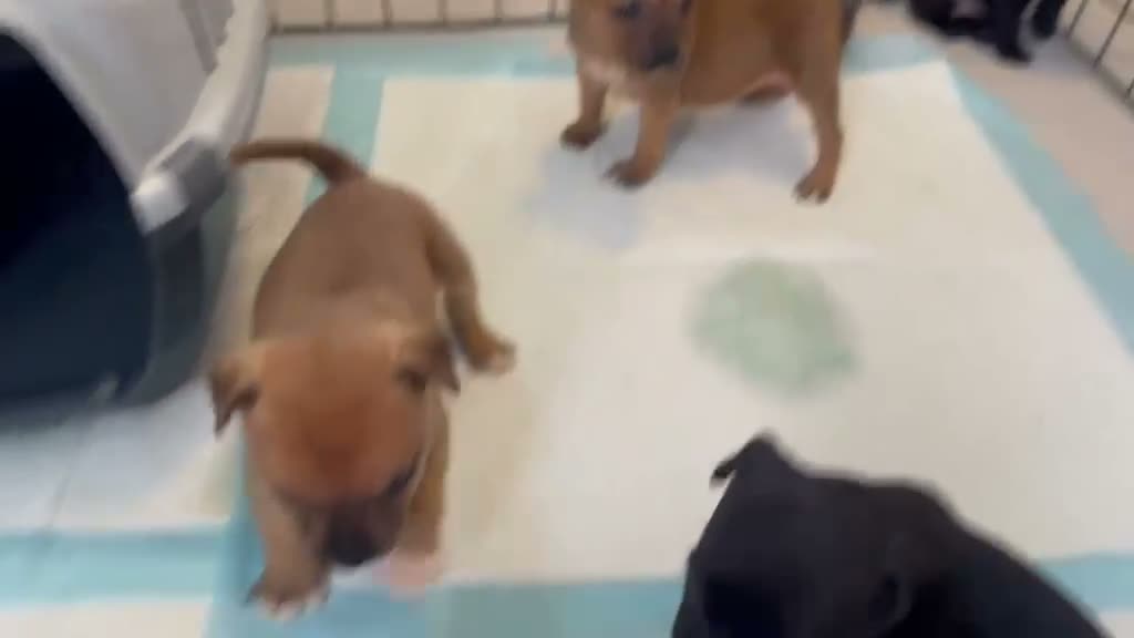 Staffordshire Bull Terrier dogs for sale: Amazing Champion Bred Blue and Black staffys   - Video 2