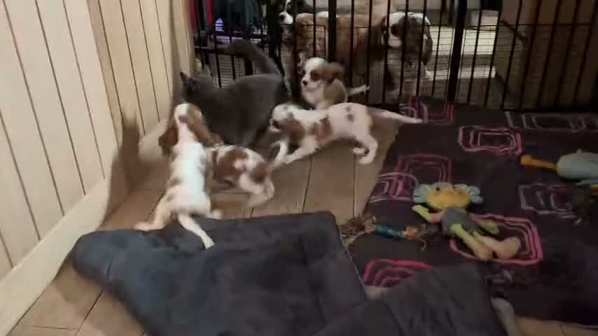 Cavalier King Charles Spaniel dogs for sale: Gorgeous Cavalier King Charles Spaniel puppies - Video 1