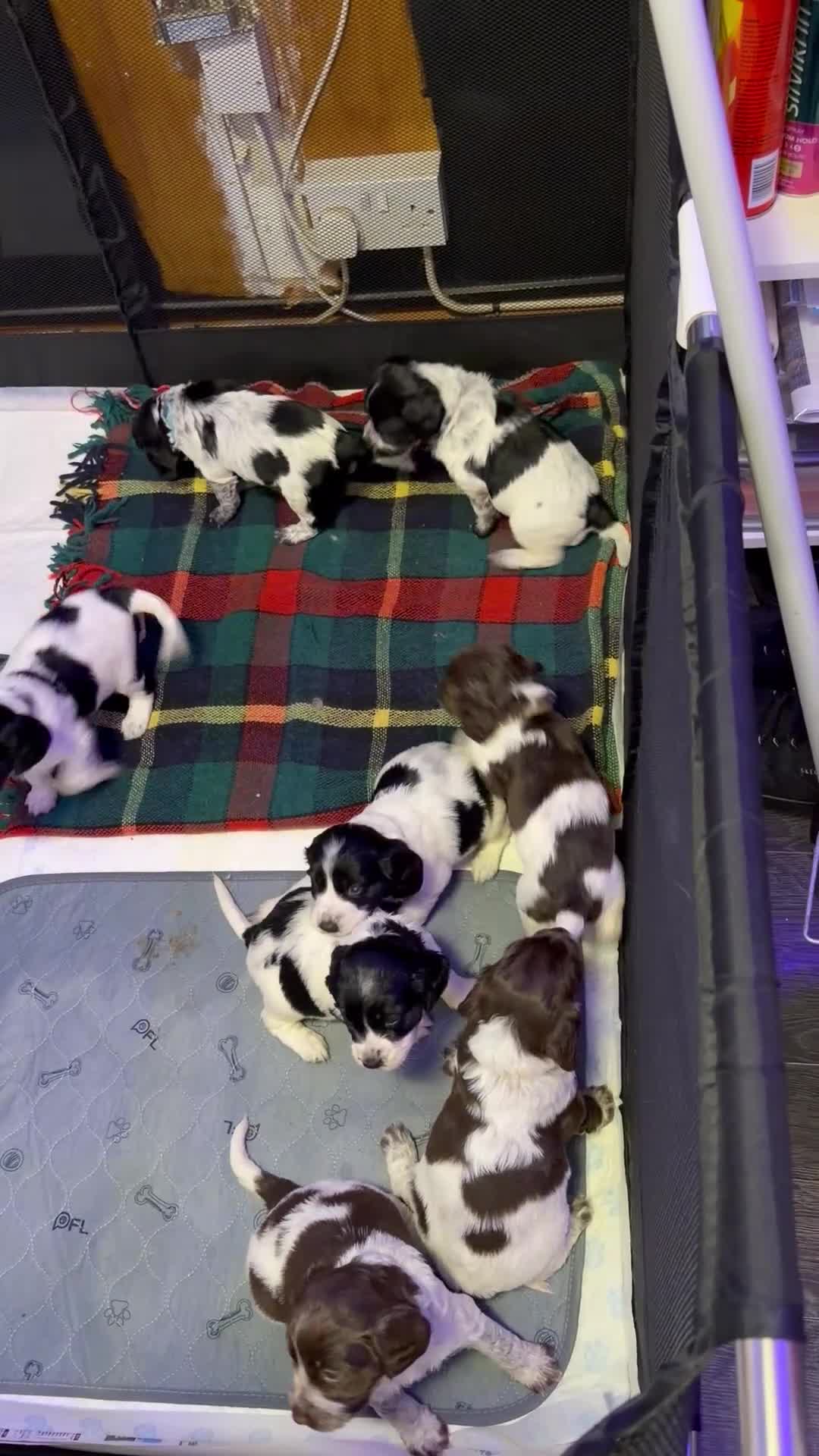 Mixed Breed dogs for sale: Sprocker puppies  - Video 1
