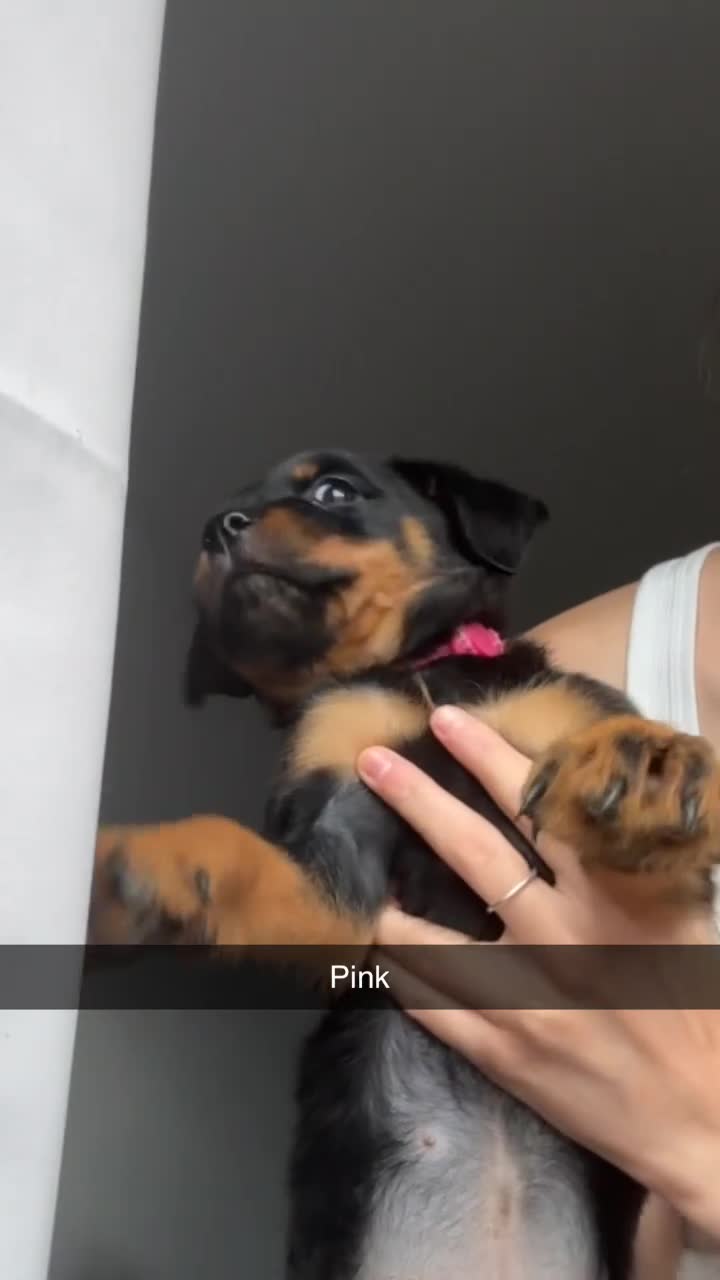 Rottweiler dogs for sale: Last two left!! Rottweiler puppies - Video 2