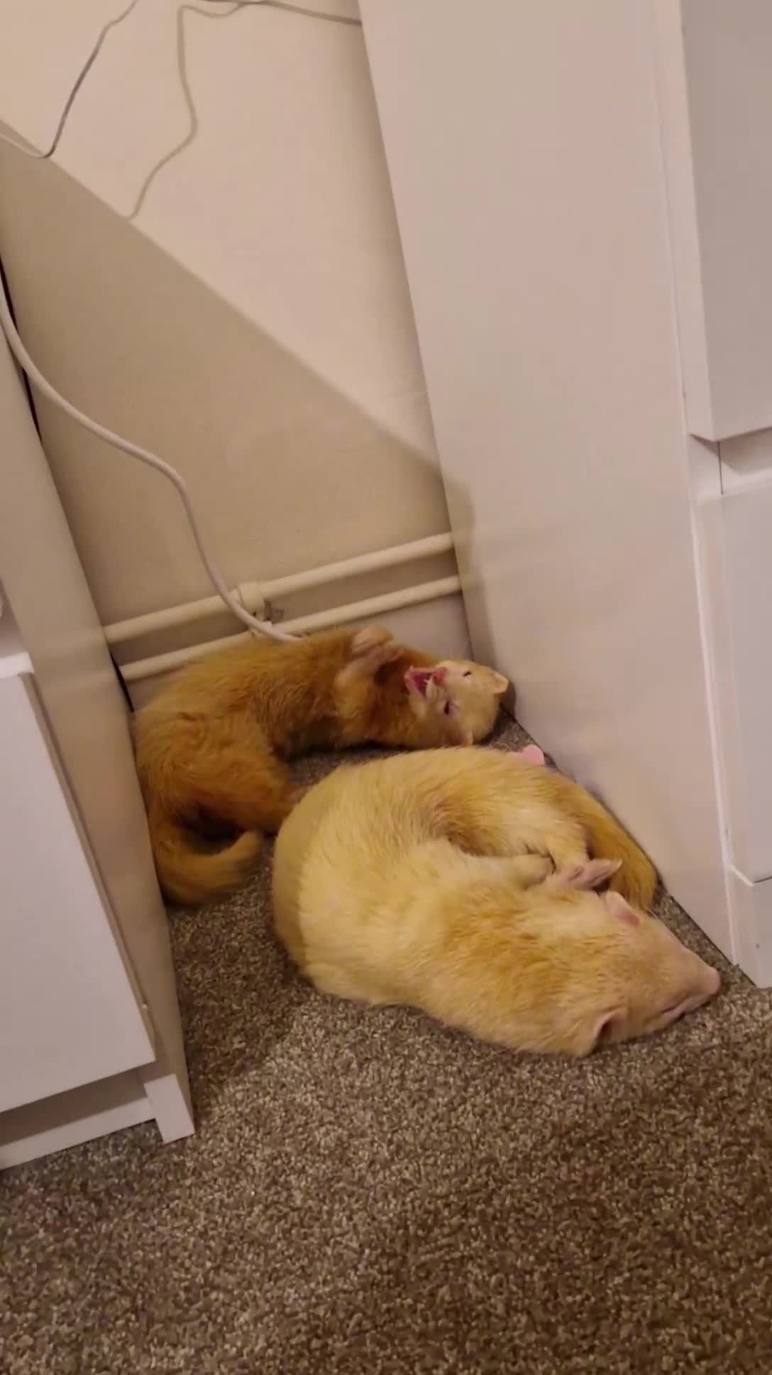 Ferret rodents for sale: 2 Male Albino Ferrets With Everything  - Video 5