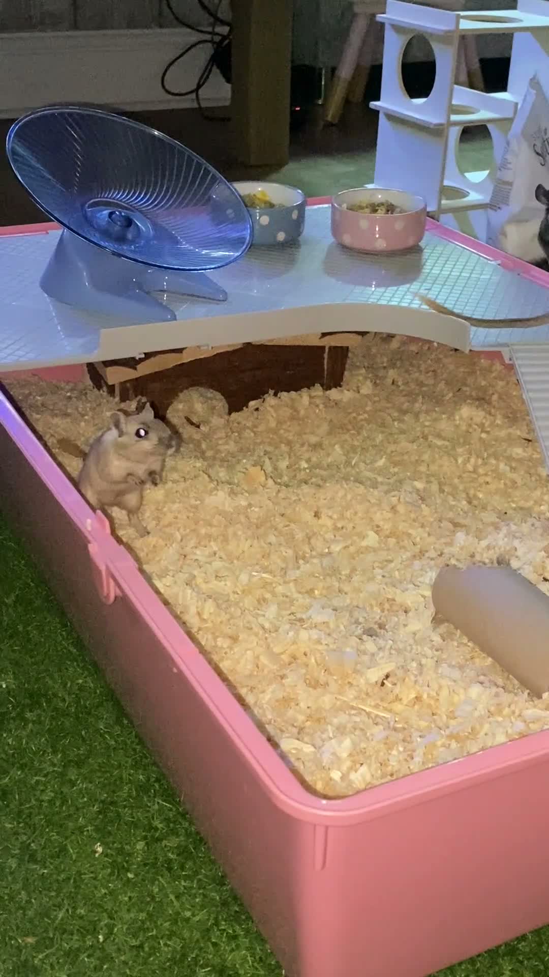 Mixed Breed dogs for sale: 🐭Two Female Gerbils Looking for a New Home🐭 - Video 2