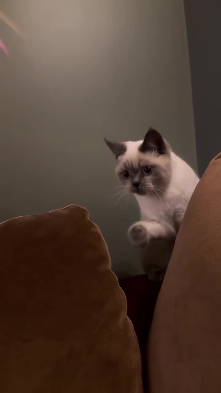 Scottish Fold cats for sale: Rehoming our lovely cat  in Romsey - Video 1