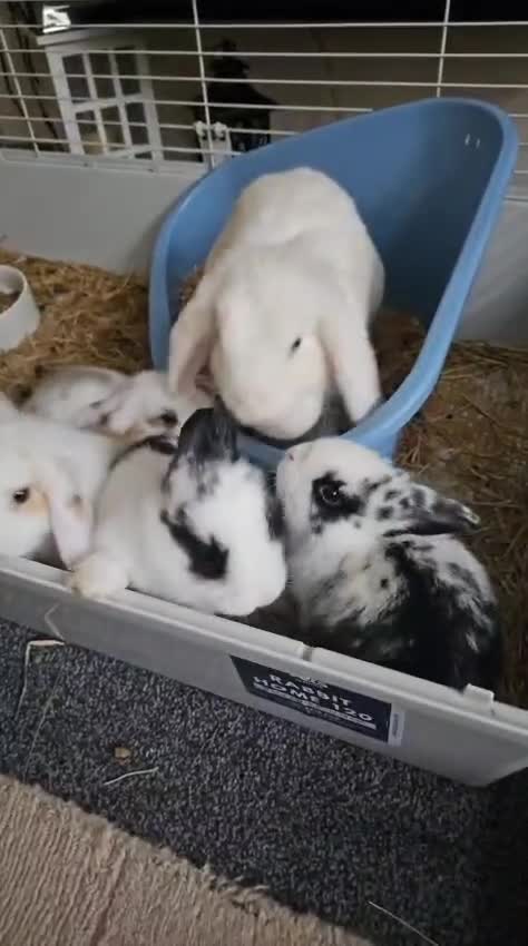 Dwarf Lop rabbits for sale: Dwarf lops - Video 1