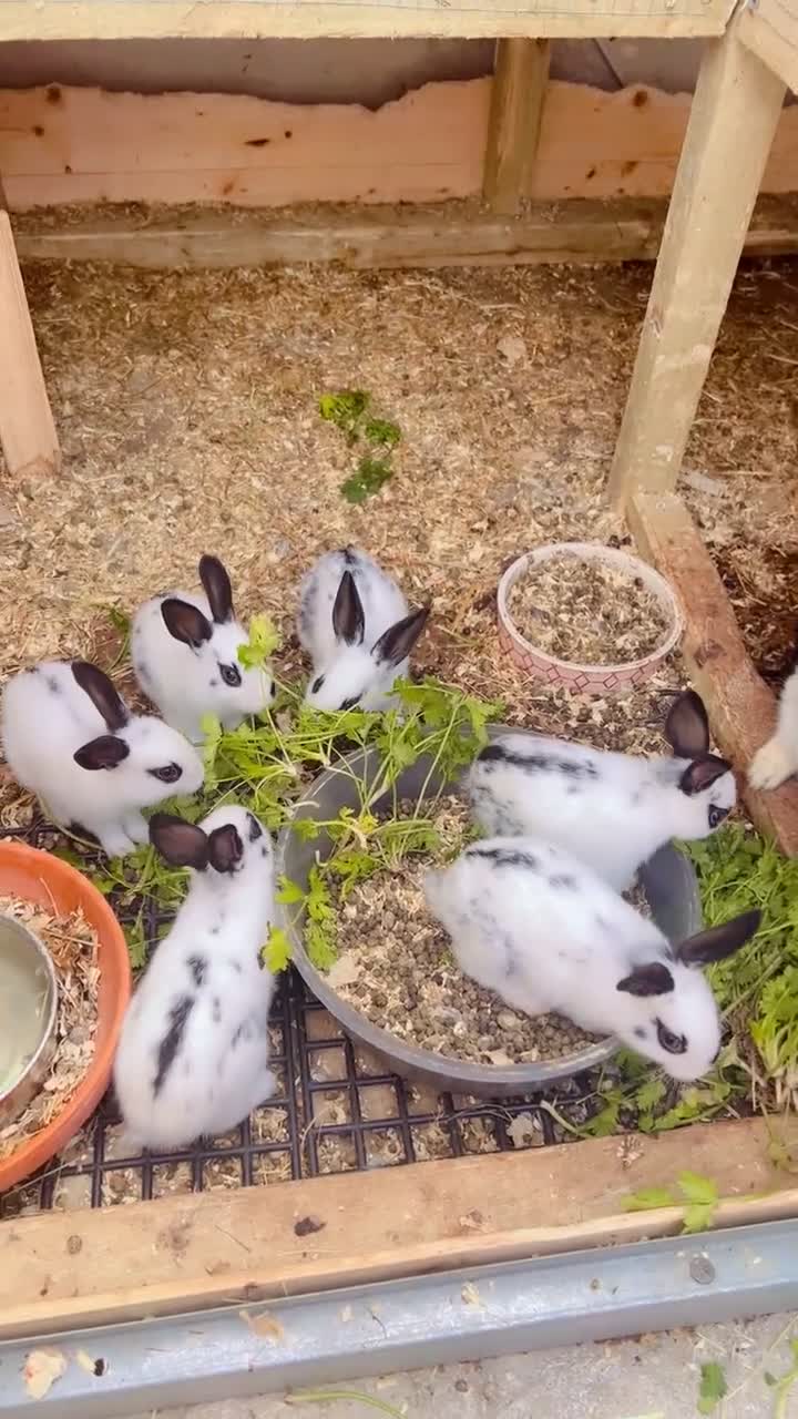 English Spot rabbits for sale: 6 Beautiful baby Rabbits for Sale - Video 2