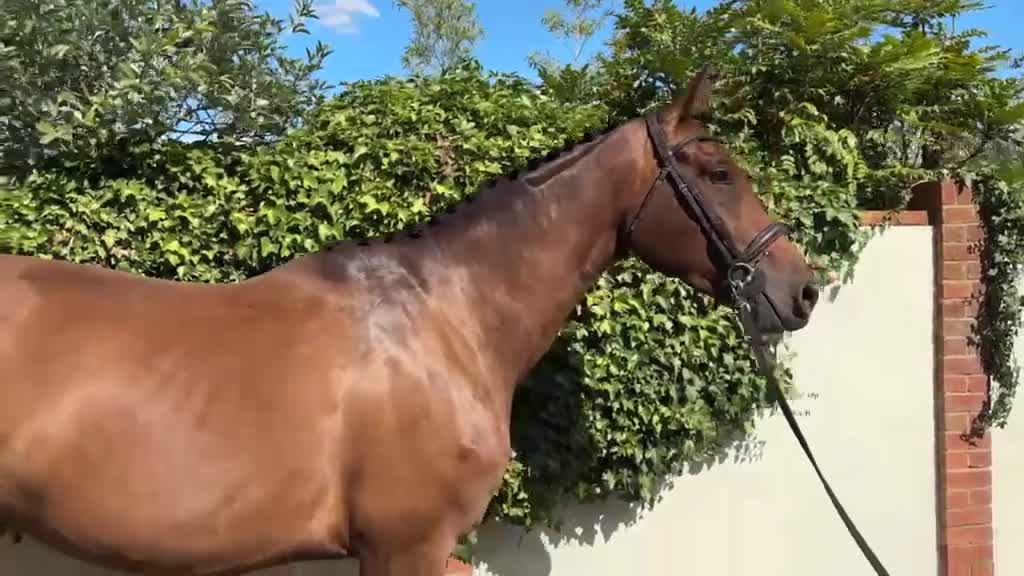 KWPN horses for sale: 17.1hh KWPN 4-Year-Old Mare in Epping - Video 1