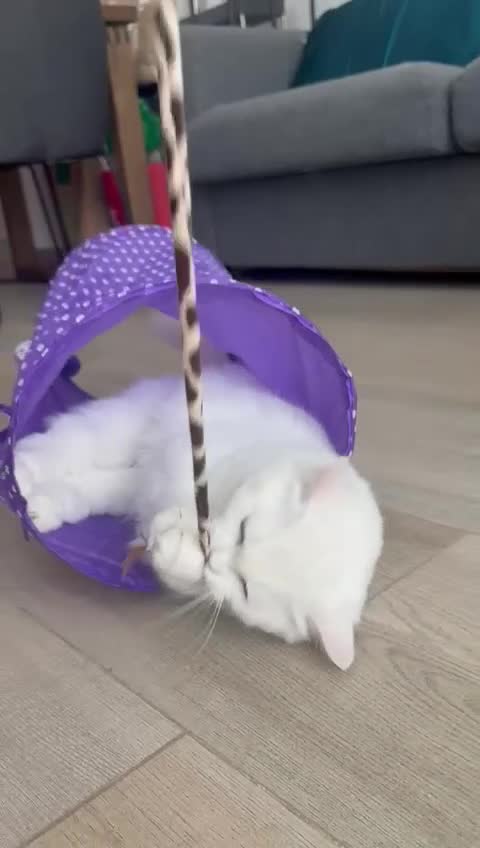 Mixed Breed cats for adoption: FLUFF - FUN AFFECTIONATE Happy MIX PERSIAN SPAYED - Video 5