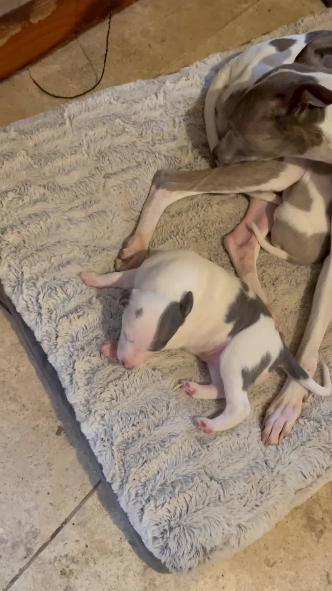 Whippet dogs for sale: Top quality whippet girl pups  - Video 1