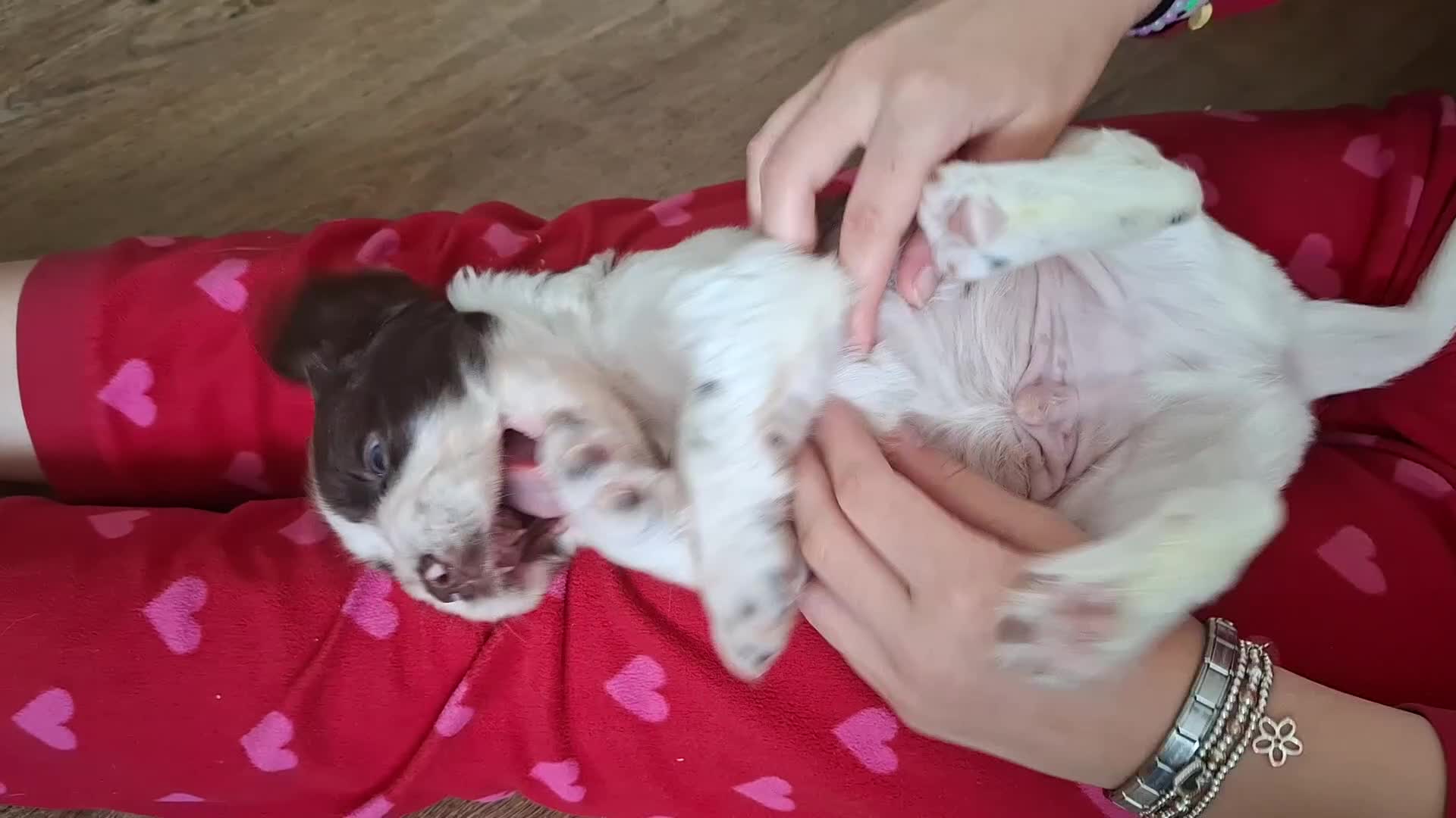 Sprocker dogs for sale: Sprocker puppies  - Video 1