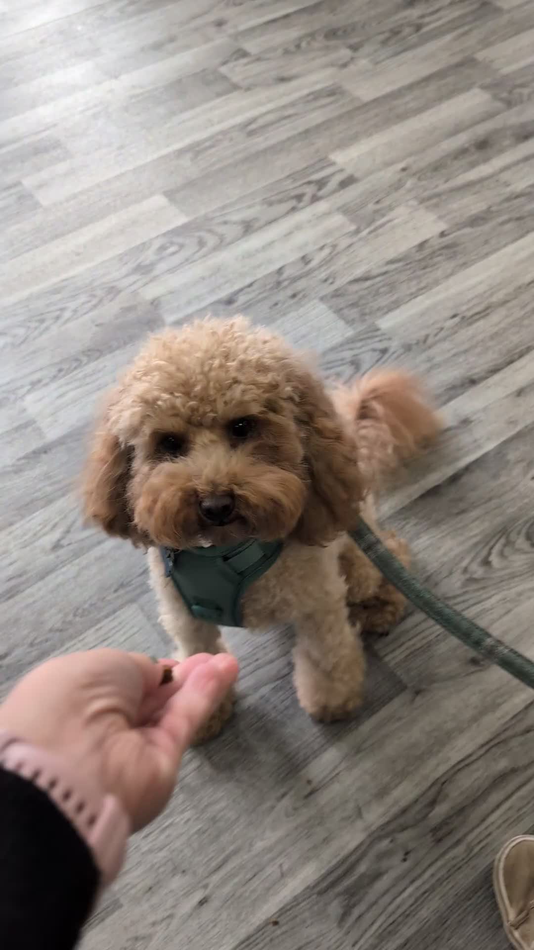 Toy Poodle dogs for stud: KC Red Toy Poodle for STUD - Health Tested in Emsworth - Video 1