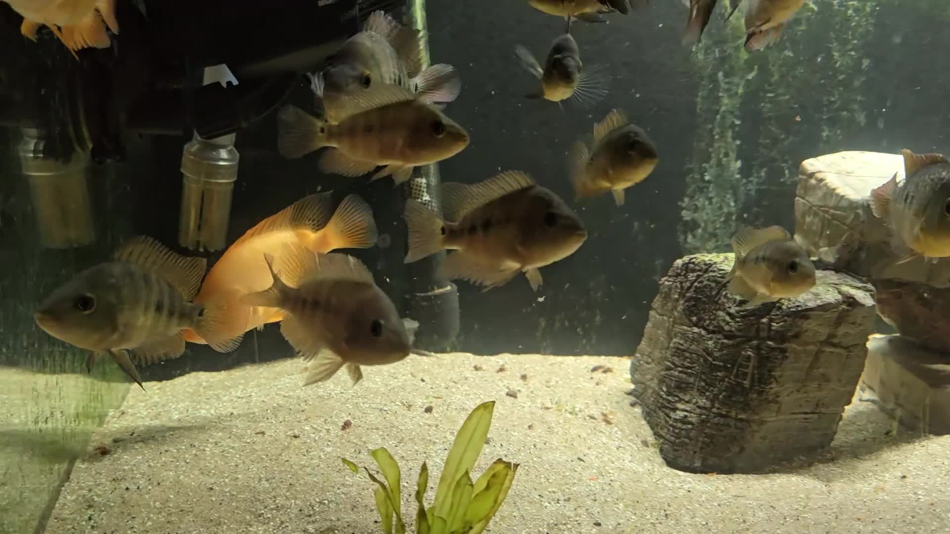Cichlids fish for sale: Midas cichlids  - Video 1