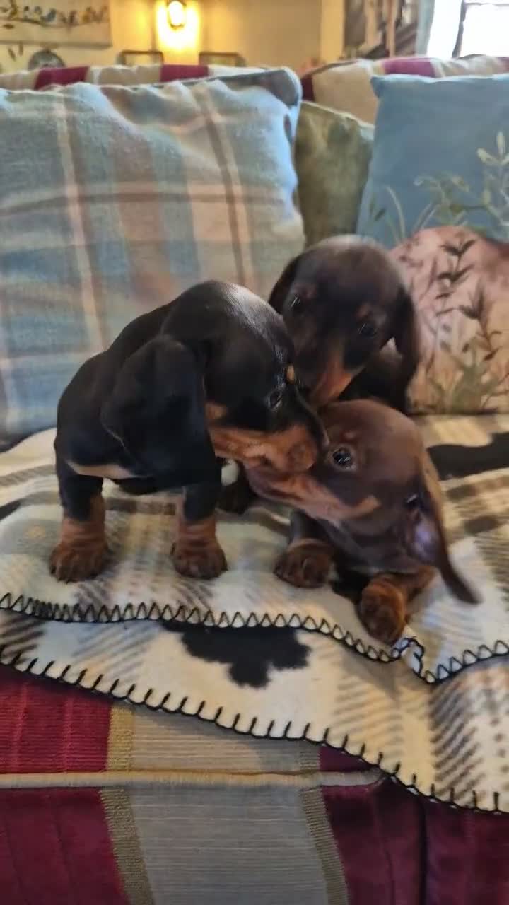 Miniature Dachshund dogs for sale: 3 Smooth haired Miniature Dachshund boys - Video 1