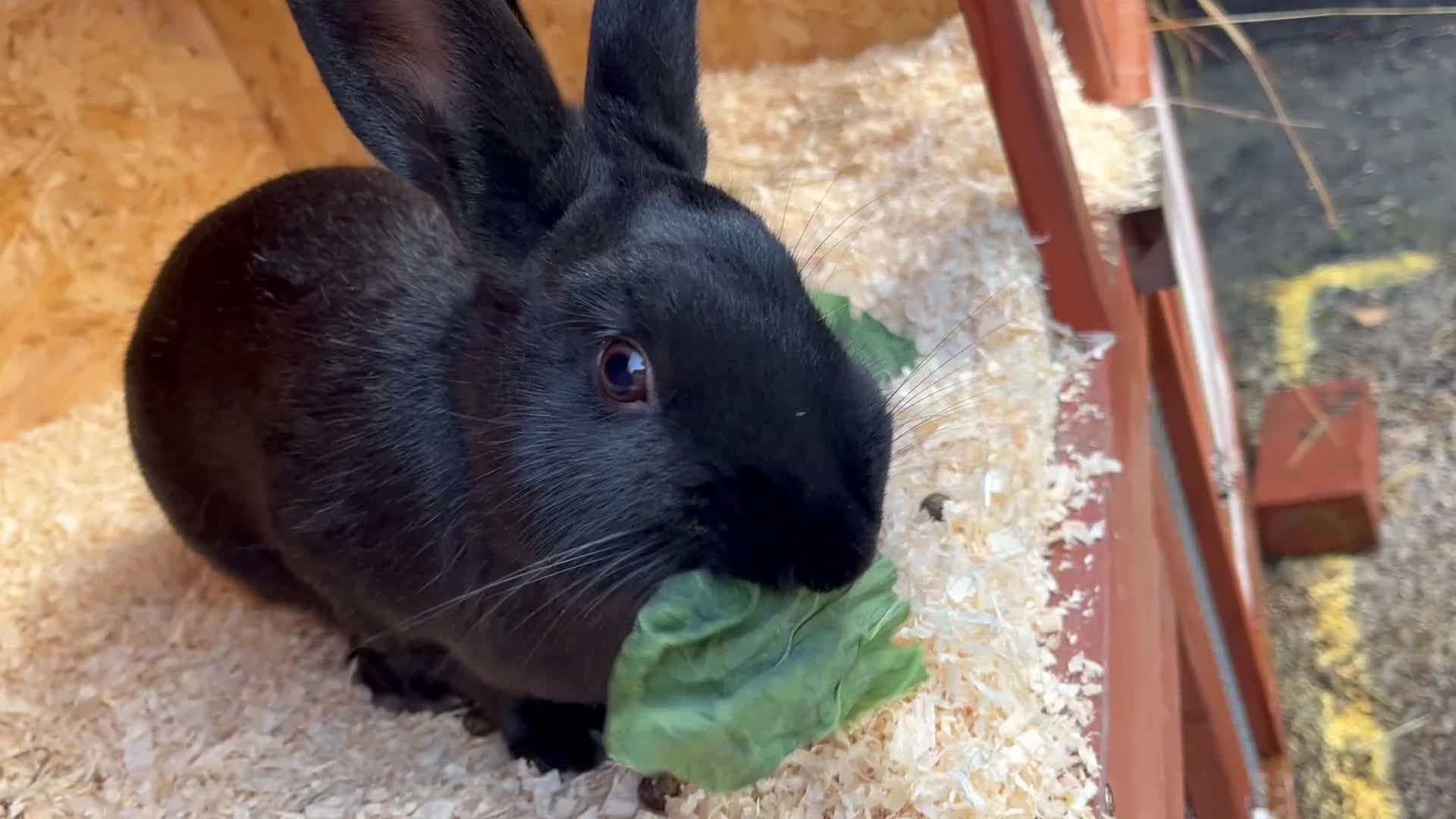 Mixed Breed rabbits for sale: English X New Zealand White male - Video 1