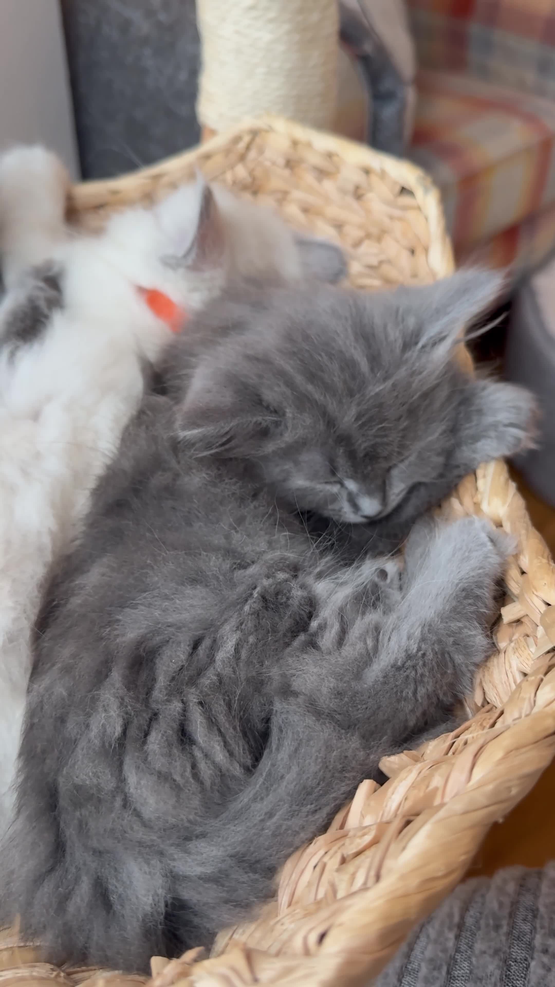 RagaMuffin cats for sale: Beautiful Ragamuffin Kittens - BSH/Ragdoll Cross - Video 1