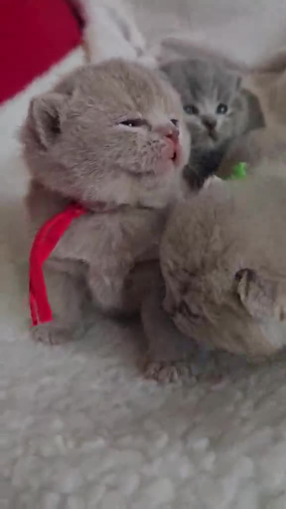 British Shorthair cats for sale: High-Quality British Shorthair Kittens GCCF🐾 - Video 1