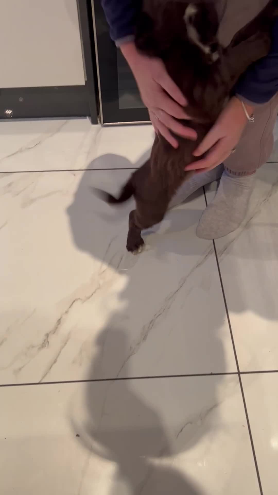 Cocker Spaniel dogs for sale: Two beautiful chocolate cocker spaniels for sale - Video 1