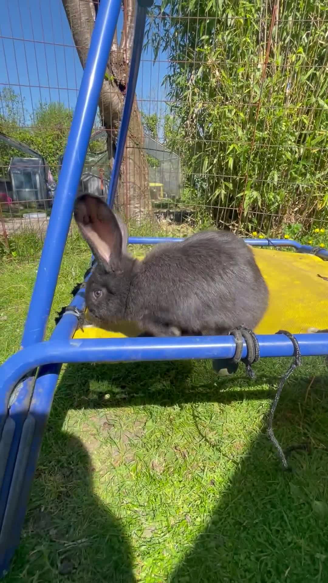 Continental Giant rabbits for sale: 💖Pure bred continental giants💖 - Video 1