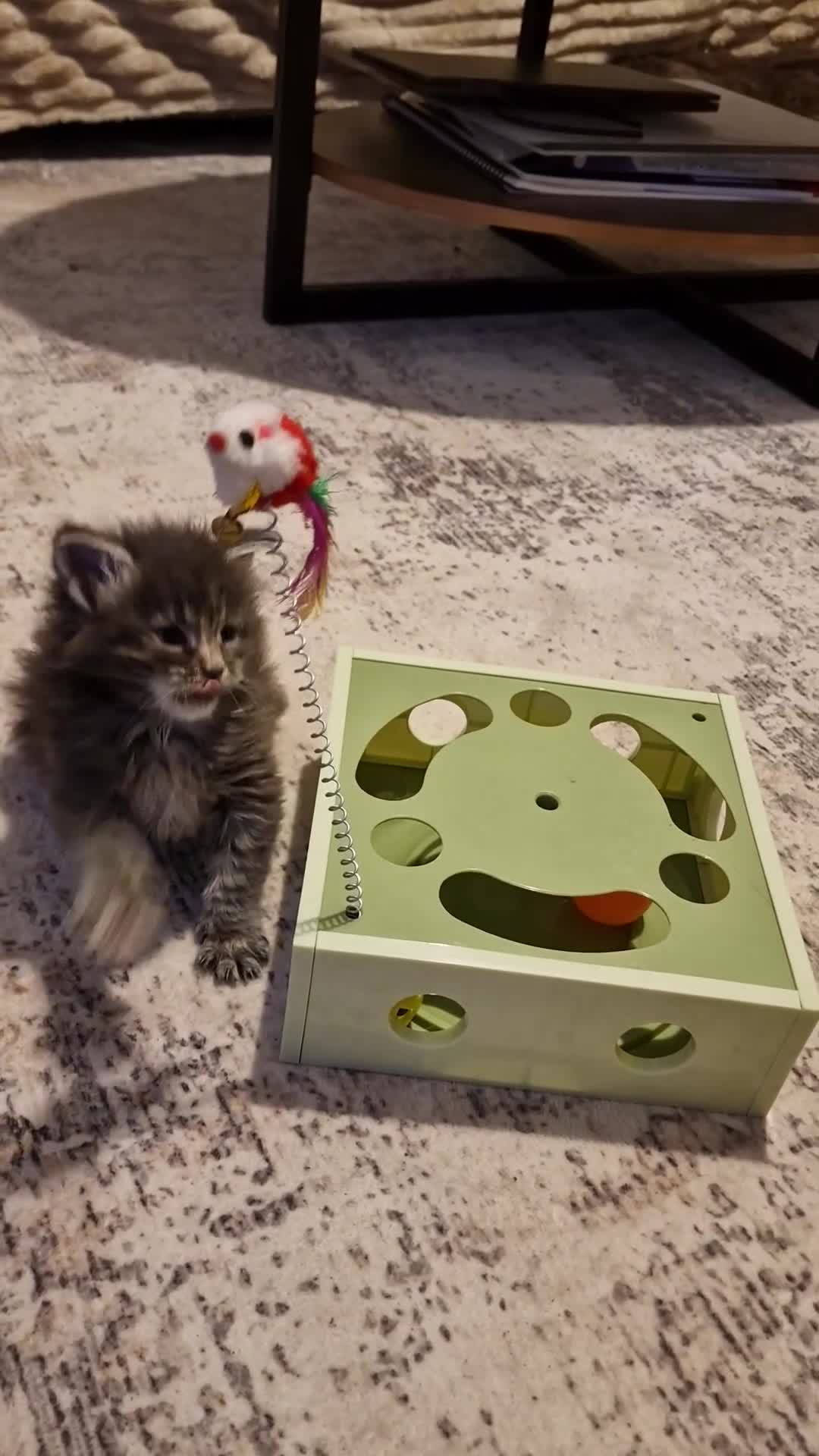 Maine Coon cats for sale: ORPHANED Maine Coon BABY GIRL Bluebell - Video 1