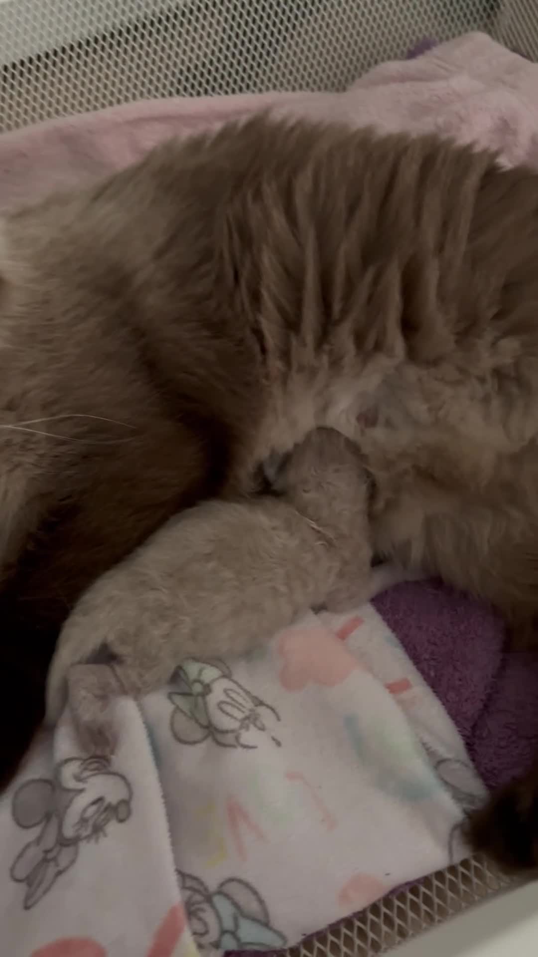 Ragdoll cats for sale: Blue point Ragdoll kitten🐱🌸🩷 - Video 1