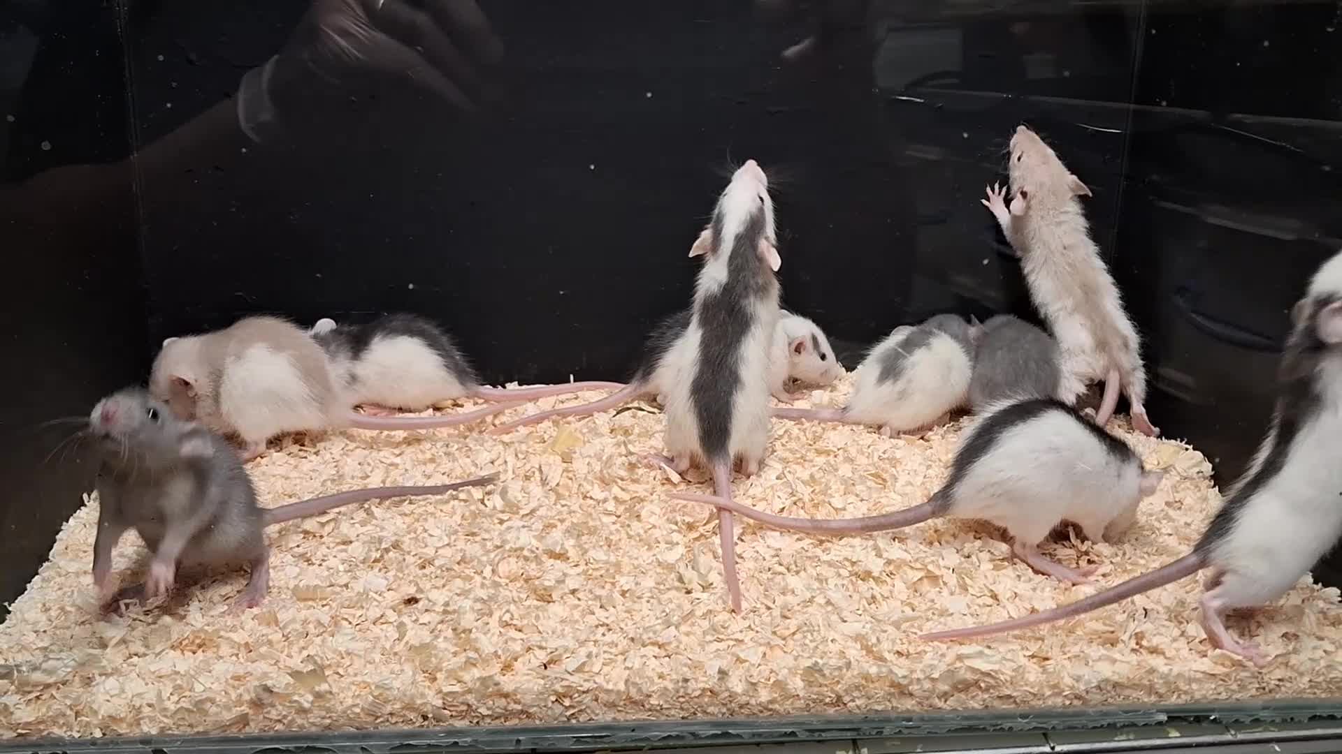 Rat rodents for sale: Baby Dumbo Rat's available, Males & Females  - Video 1