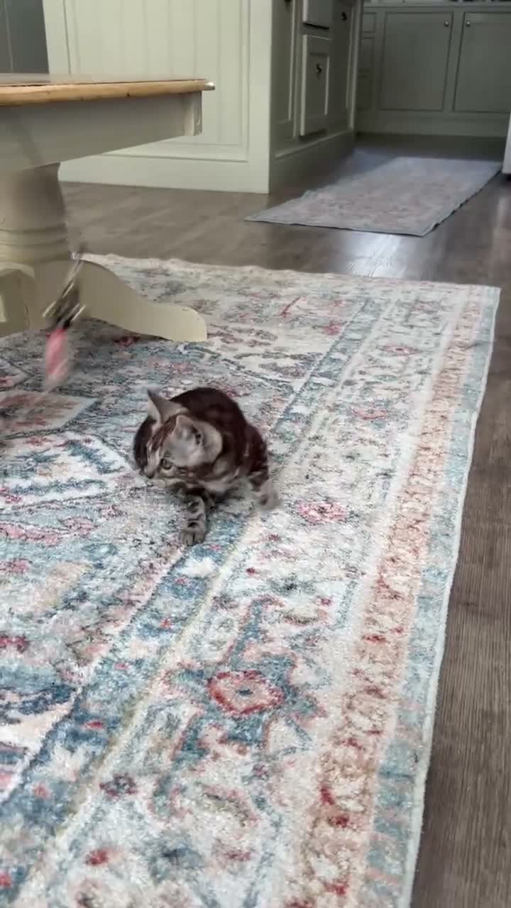 Bengal cats for sale: Tica Registered Bengals  - Video 1