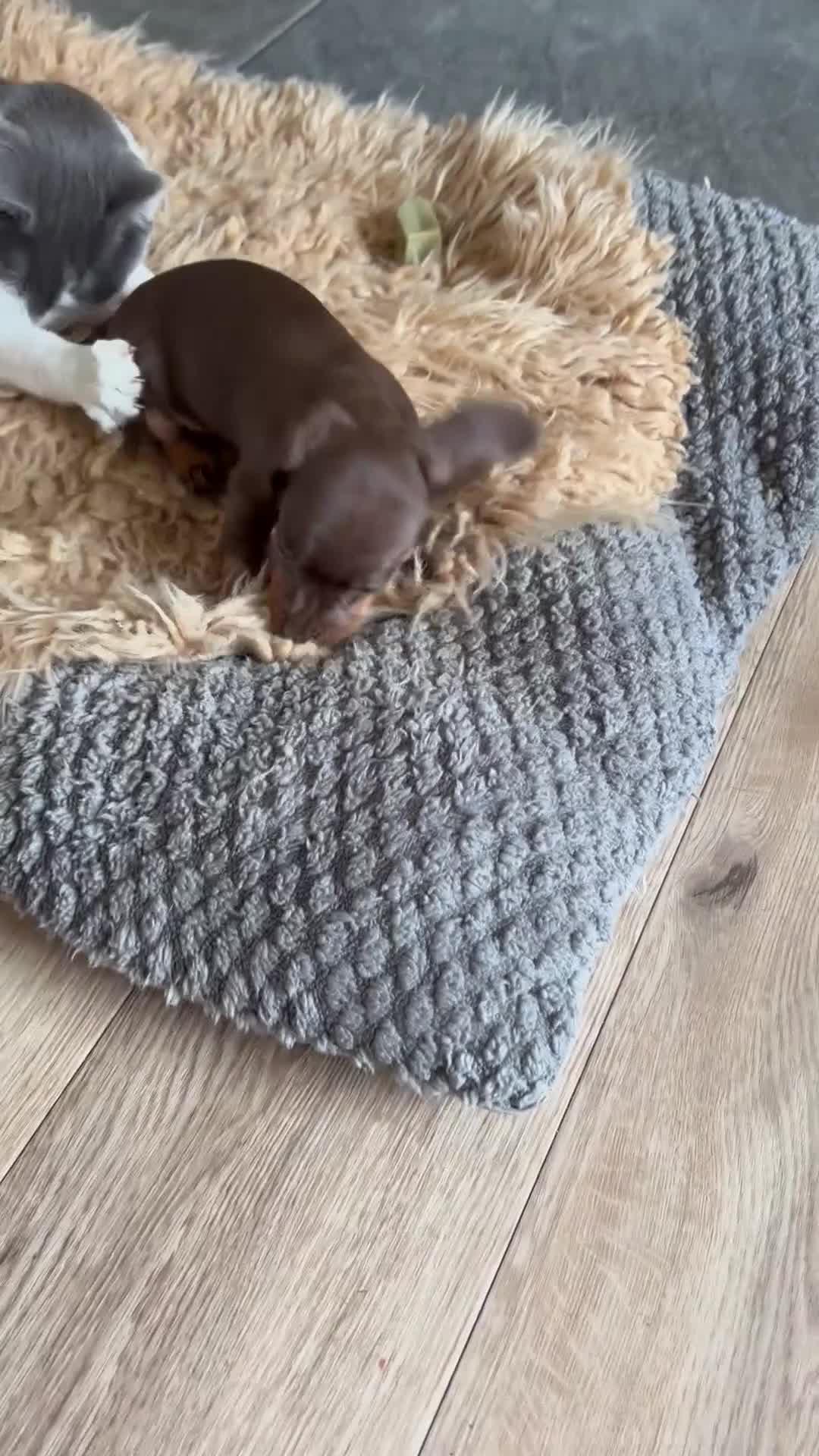 Miniature Dachshund dogs for sale: Miniature dachshund puppy for sale - Video 1