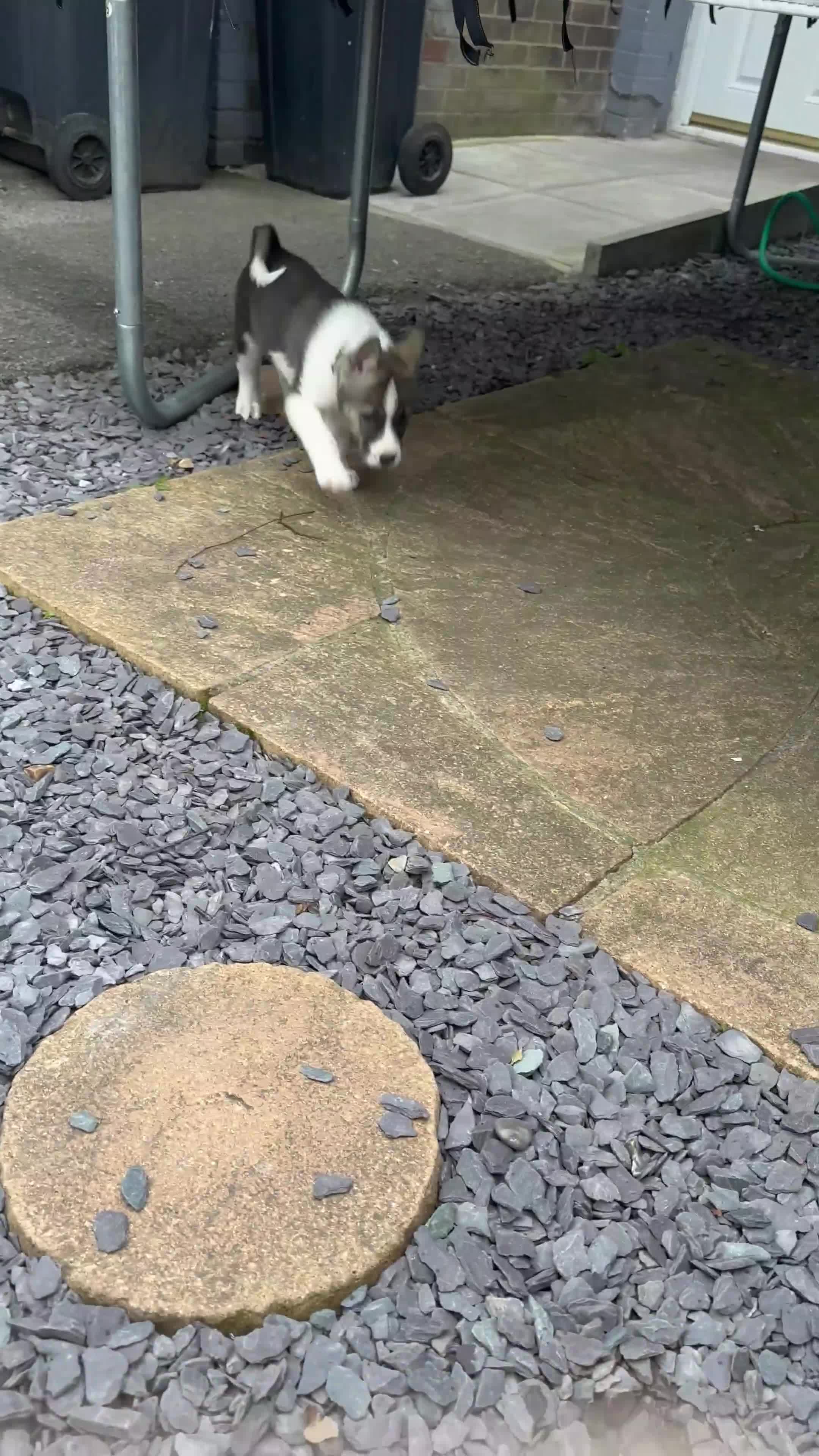 Mixed Breed dogs for sale: AMERICAN AKITA PUPPY FOR SALE - READY TO GO. - Video 1