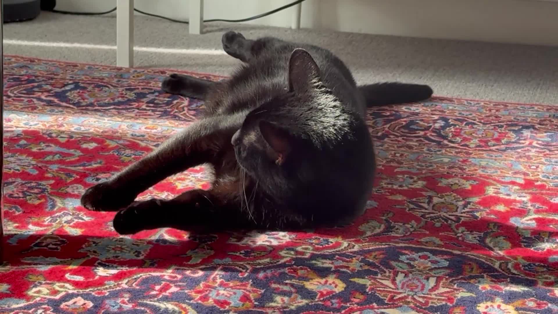 Domestic Shorthair cats for sale: FREE TO A LOVING HOME — Jackie, 8yo Female Cat 🖤 - Video 1