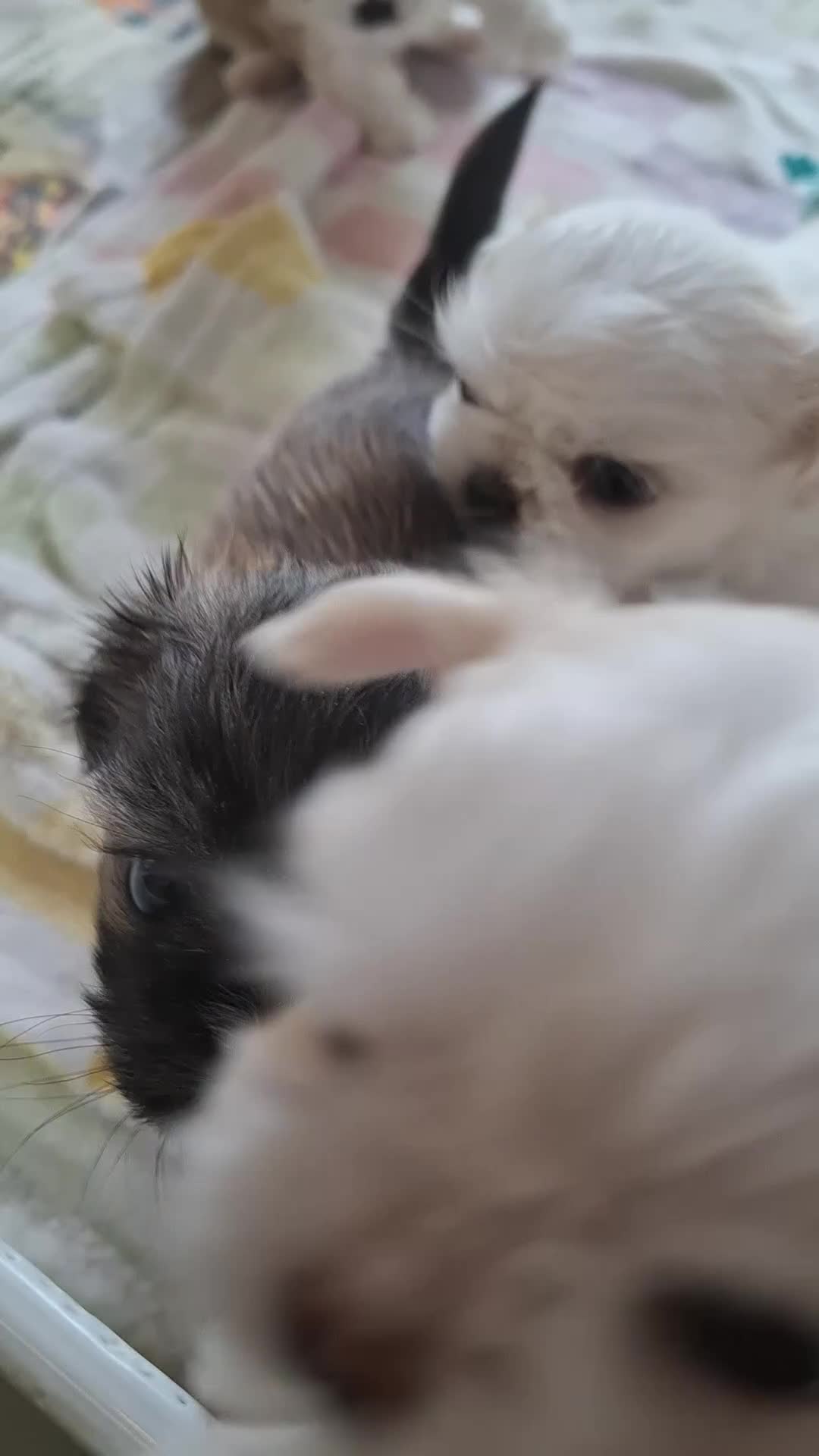Mixed Breed dogs for sale: Beautiful shichis absolutely stunning  - Video 1