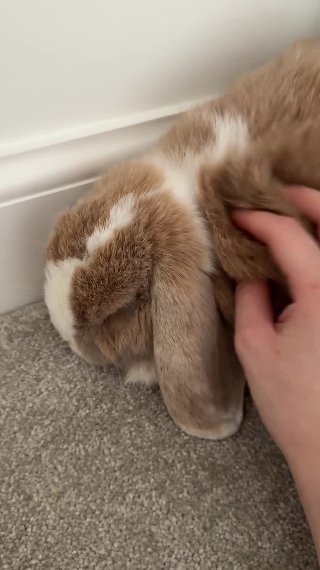 Mixed Breed rabbits for sale: Spayed female rabbit - Video 1