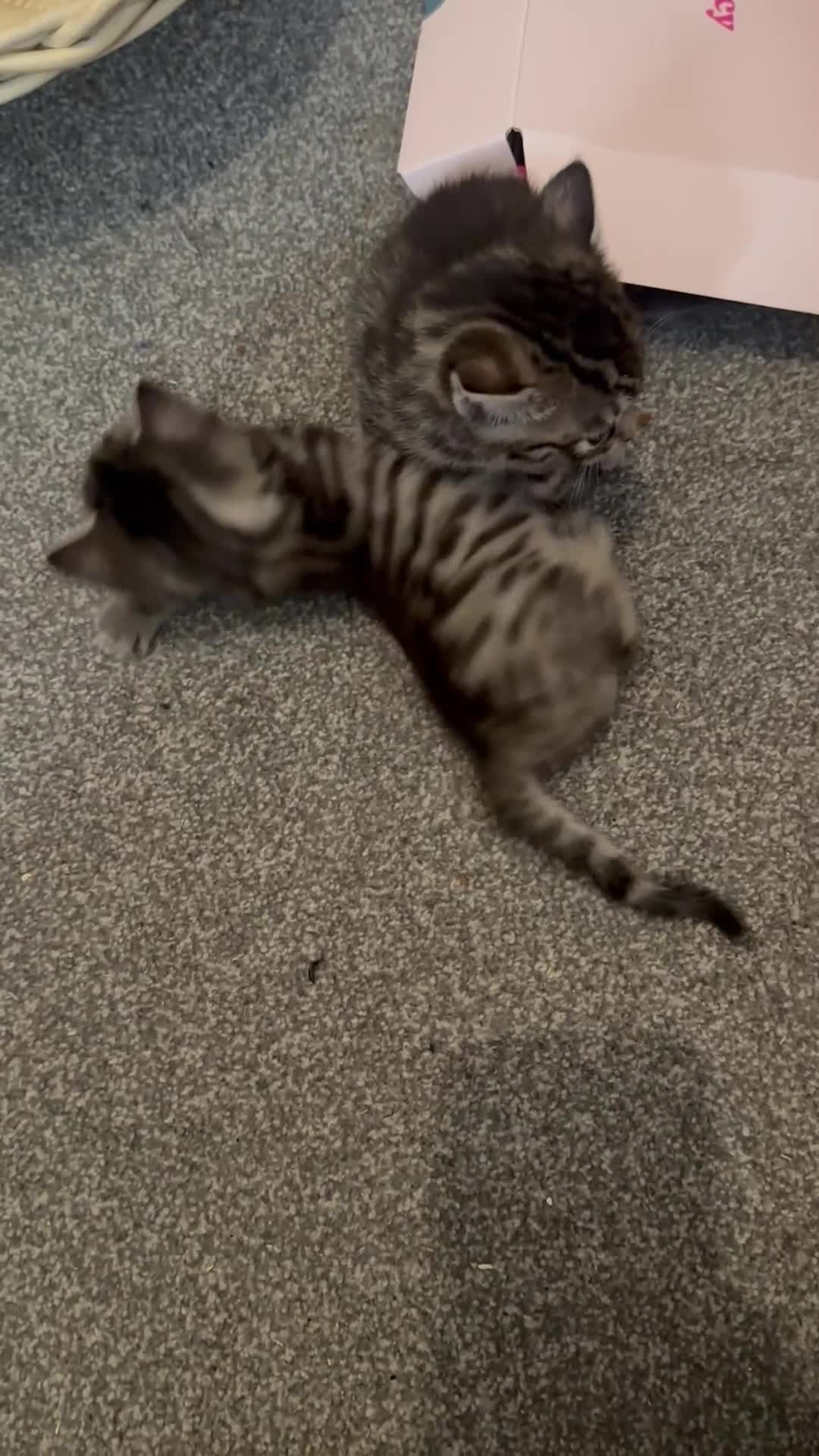Bengal cats for sale: Mixed breed bengal kittens  in Ware - Video 2