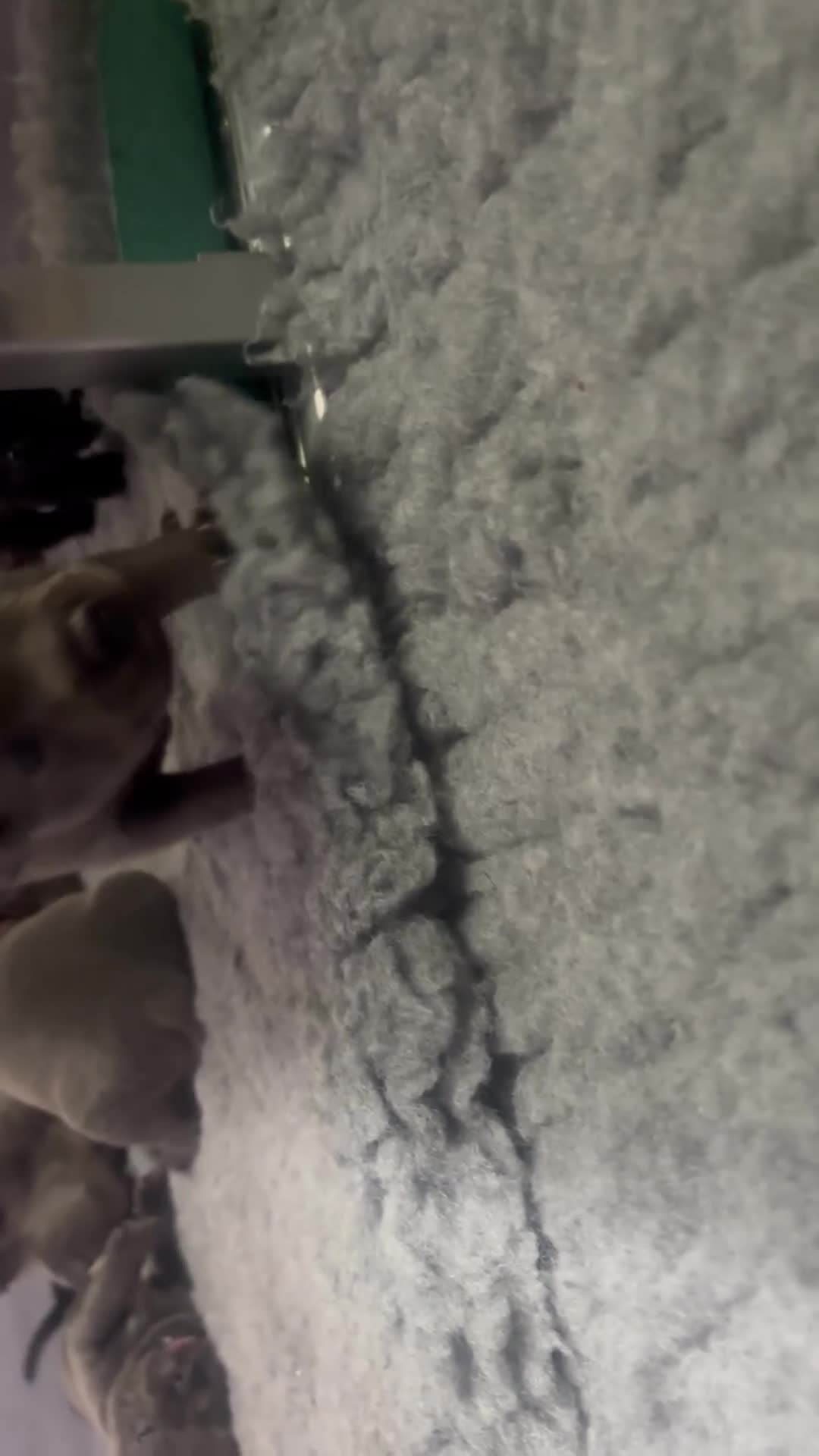 Staffordshire Bull Terrier dogs for sale: Paws Above The Rest  - Video 2